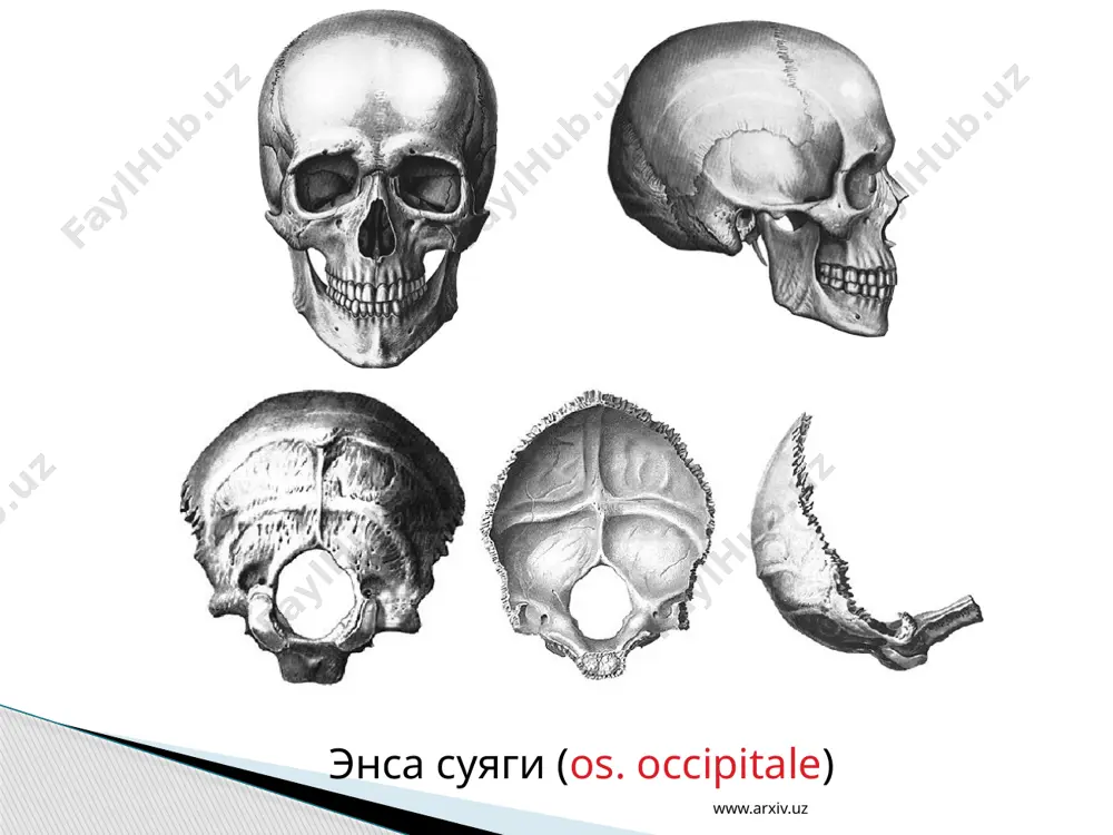 ти www.arxiv.uz умуртқа поғонаси (сollumna vertebrali) www.arxiv.uz биринчи бўйин умуртқаси (atlas) иккинчи бўйин умуртқаси (axis) www.arxiv.uz бел умуртқаси (vertebrae lumbales) кўкрак умуртқаси (vertebrae thoracicae) www.arxiv.uz www.arxiv.uz кўкрак қафаси (compages thoracis) www.arxiv.uz qo’1 suyaklari 1- o‘mrov suyagi; 2- kurak suyagi; 3-yelka suyagi; 4-tirsak suyagi; 5-bilakuzuk (kaft usti) suyaklari; 6-kaft suyagi; 7-barmoq suyaklari; 8- bilak suyagi. oyoq suyaklari 1-chanoq suyagi; 2- son suyagi; 3-chanoq-son bo‘g‘imi; 4-tizza qopqoq suyagi; 5-katta boldir suyagi; 6-kichik boldir suyagi; 7-tovon suyagi; 8- oyoq kafti; 9- panja suyagi www.arxiv.uz қўл панжаси суяклари (ossa manus) www.arxiv.uz www.arxiv.uz www.arxiv.uz image1.jpeg image2.png image3.png image4.png image5.png image6.png image7.png image8.png image9.png image10.png image11.png image12.png image13.png image14.png image15.png image16.png image17.png image18.png image19.png image20.png image21.png image22.png