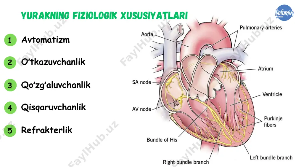 online ekg darslari - Page 3