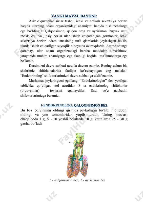 mozin gormonini ishlab chiqaradi. u bolalarning o’sishiga ijobiy ta’sir ko’rsatadi, jinsiy bezlar funksiyasini pasaytirib, bolaning balog’atga yetishini susaytiradi. bundan tashqari, timozin limfotsitlar hosil bo’lishini kuchaytirib, organizmning immunitet xususiyatini oshiradi. 5-endokrinolog: buyrakusti bezlari buyrakusti bezi (1); buyrak (2). bu bezlar ikkita bo`lib, nomiga monand o’ng va chap buyraklarning ustki qismida joylashadi. ularning birgalikdagi og’irligi 10-20 g. buyrakusti bezlari ikki qavat: ustki - po‘stloq va ichki - miya qavatidan iborat. buyrakusti bezining po’stloq qavatida mineralokortikoid, glukokortikoid, androgen va esterogen gormonlari, ichki qavatida noradrenalin va adrenalin gormonlari ishlab chiqariladi. ularning hammasi odam hayotida muhim ahamiyatga ega. mineralokortikoid gormoni organizmda mineral tuzlar almashinuvi boshqarilishida ishtirok etadi. glukokortikoid gormoni organizmda oqsil va uglevod almashinuvini boshqarishda ishtirok etadi. ular ta’sirida qonda qand, jigarda glikogen miqdori ortadi. androgen va esterogen gormonlari erkaklar va ayollarning jinsiy bezlari funksiyasini kuchaytiradi. buyrakusti bezlarining ichki — miya qismida noradrenalin va adrenalin gormonlari ishlab chiqariladi. bu ikkala gormonning ta’siri bir xil bo’lganligi …