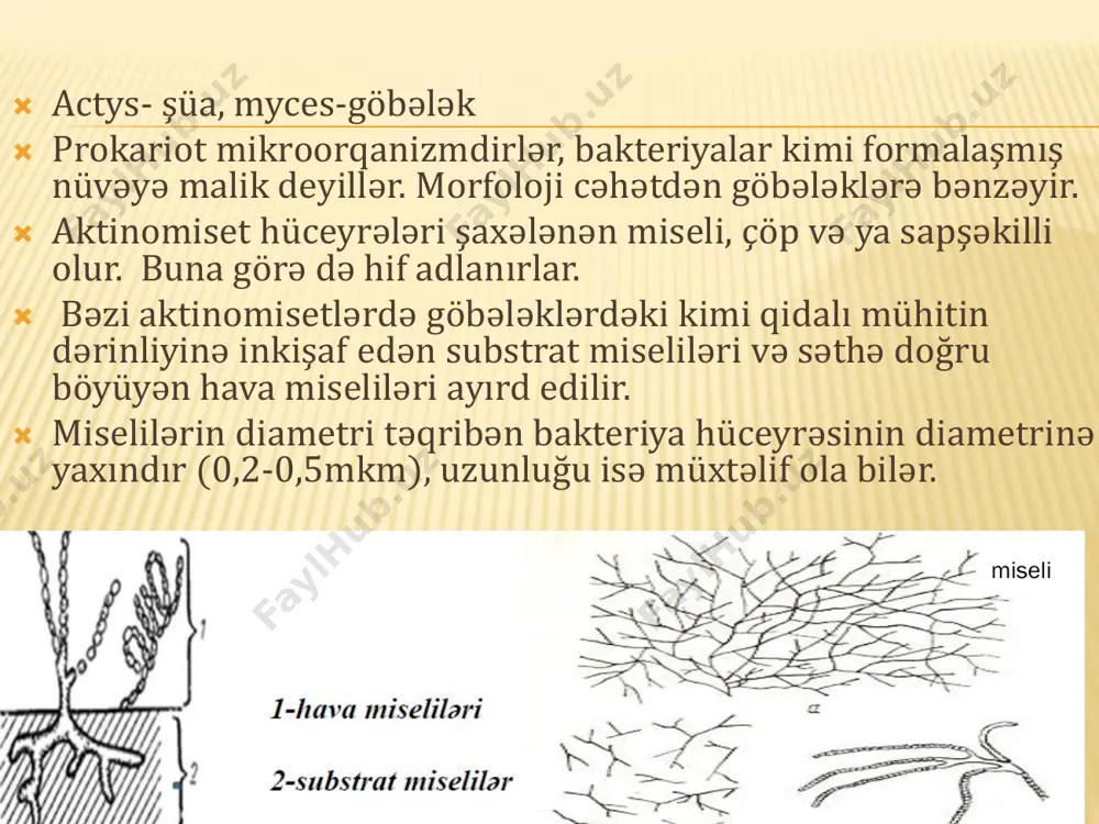 ola bilər:  endokardit.  faringit.  periodontal xəstəlik  aktinomisetoz.  vərəm.  cüzam və s. aktinobakteriyalar normalda diş ətində olur ağız abseslərində infeksiyanın ən çox yayılmış səbəbidir. nadir hallarda bu bakteriyalar aktinomikoza, ağızda, ağciyərdə və ya mədə-bağırsaqda abses meydana gəlməsi ilə xarakterizə olunan bir xəstəliyə səbəb ola bilər. aktinomikoza ən çox a. israelii səbəb olur, bu da endokarditə səbəb ola bilər, lakin ortaya çıxan simptomlar digər bakteriya növləri tərəfindən infeksiya nəticəsində ortaya çıxan simptomlarla oxşar ola bilər. aggregatibacter actinomycetemcomitans-ın periodontal xəstəliyə səbəb olduğu təsbit edildi. aktinomisetlərin torpaqda bakteriya və göbələklərdən daha az biokimyəvi əhəmiyyəti olsa da, torpaq ekosistemində aşağıdakı funksiyaya malikdirlər:  torpaqdakı bəzi davamlı bitki və heyvan toxumalarının parçalanması  bitki toxumalarının və yarpaqların müxtəlif formalara çevrilməsi ilə humus əmələ gəlməsi.  torpaq əsaslı bitki xəstəliklərinin yaradılması. məsələn, kartof qaysaq və ləkə xəstəliyi. aktinomisetlər bakteriya qrupuna daxil olsa da, bəzi xüsusiyyətlərinə görə bakteriyalardan tamamilə fərqlidir:  turşu …
