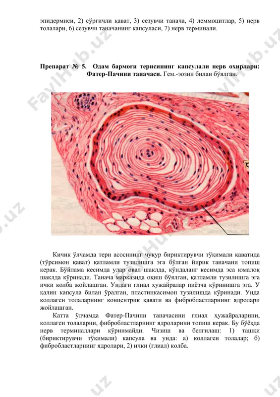 препаратларни ўрганиш - Page 4