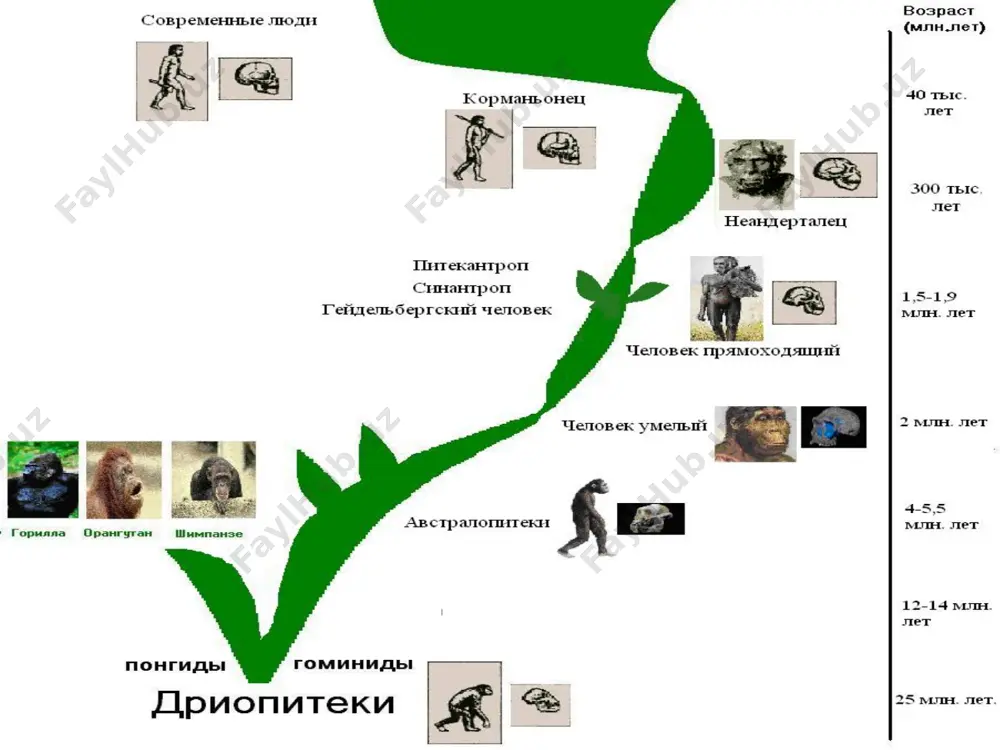 rta asr va yangi davr formalari”. усы и barcha irqlar homo sapiensga xos boʻlgan umumiy xususiyatlarga ega: ularning barchasi biologik va psixik jihatdan teng boʻlib, evolutsion rivojlanishning bir xil pogʻonasida turadi. barcha irqlar madaniyat va sivilizatsiya eng yuqori darajada rivojlanishida bir xil imkoniyatga ega. hoz. zamon fani mavjud irqlar bir xil qobiliyatga ega emasligi, ular evolyusiyaning turli bosqichlarida turganligi toʻgʻrisidagi irqchilik gʻoyalarini inkor etadi. odam irqni „millat“, „til guruxi“ tushunchalari bilan aralashtirib yubormaslik lo-zim. bitta millat tarkibida har xil irqlar va, aksincha, bitta irqning oʻzi turli millatlar tarkibiga kirishi mumkin. dunyo aholisining 40% ni o’z ichiga oladi. bu katta irq hozirgi kunda 3-guruhga “shimoliy yevropoid, o’rta yevropoid, janubiy yevropoid” guruhlariga bo’linadi. shimoliy yevropada yashovchi shimoliy guruh vakillarining bo’yi novcha, sochi (jingalak) sariq, ko’k ko’zli bo’ladi. 2) o’rta yevropoid guruhi esa: bu irq vakillarining shimoliy yevropoiddan farqli sochlari silliq, yuz-tuzilishi, gavda tuzilishida keyingi qaydlarda farq yuzaga kelmoqda. 3) janubiy yevropa, shimoliy …