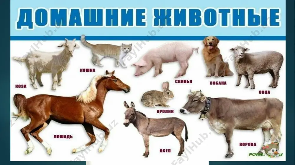 домашние животные - Page 2