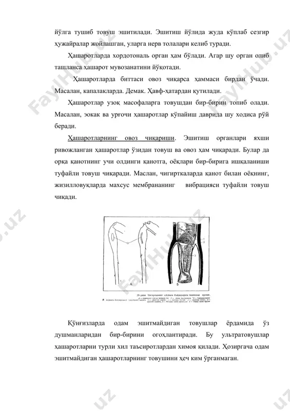 нинг сони ҳам кўп бўлиши мумкин. масалан, ўсимлик битларида биттадан ҳар бир тухумдонда, суваракларда 16 та, асалариларда 200 га яқин, термитларда 2500 та. тухум кўп етиштириш тухумдондаги тухум найларининг сонига боғлиқ. тухум найларининг ички қисмида, тухум йўлига яқин жойида бирламчи жинсий ҳужайралар жойлашган бўлиб, улардан ооцитлар етилади. унинг атрофини фолликуляр ҳужайралар ўраб олган бўлади. жинсий ҳужайра етилиши билан унинг ўрнини бирламчи жинсий ҳужайралар эгаллайди. ооцитлар ўртасида сариқлик моддаси жойлашган бўлиб, улар тухумни озиқ модда билан бойитади. тухум иккита тухумдондан тухум йўли орқали пастга тушади. 2 та тухум йўли бирлашиб биттага айланади. тухум йўлининг бирлашган жойига қўшимча безнинг секрети қуйилади. бу секретдан тухумнинг пўсти, субстратга тухумни ёпиштирувчи моддалар ҳосил бўлади. бундан ташқари, бу ерга уруғ қабул қилувчи халтанинг йўли очилади. уруғ қабул қилувчи халтанинг ичида, урғочи ҳашарот эркаги билан қўшилганда сперматозоидни4-5 йилгача, яъни бутун умр бўйи сақлайди, демак улар умрида бир марта қўшилади. уруғ халтаси бўлмаган ҳашаротларда. масалан, суваракларда сперма тўғри …