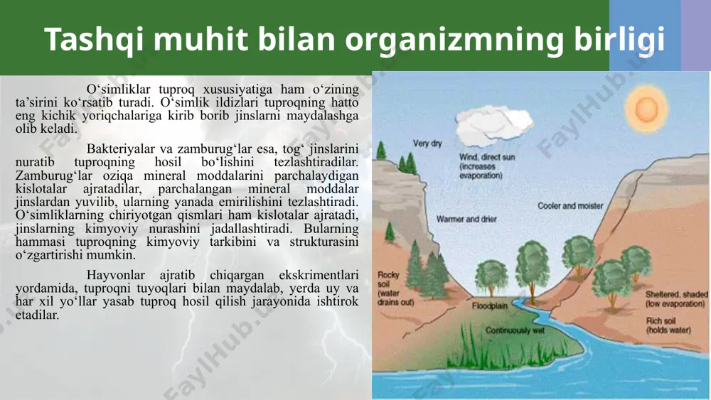 lib harorat hisoblansa, aksincha janub tomonga tarqalishida esa cheklovchi omil bu namlikdir. muhit omillarining tirik organizmlarga ta’siri libix bochkasi omilning faqatgina yetishmasligigina emas, balki ortiqchaligi ham cheklovchi ta’sir ko‘rsatishi mumkin. ekologik omillarni o‘rganish sohasida yu.libix ko‘p tajribalar o‘tkazdi. uning yozishicha (1840 y.) ekinlarning hosildorligi ko‘pincha ular uchun ko‘p kerak bo‘lgan elementlar (co2 yoki n2o) bilan cheklanmaydi, aksincha tuproqda kam uchraydigan va o‘simliklar uchun juda kam miqdorda kerak bo‘lgan elementlar bilan cheklanadi. demak, o‘simliklarning o‘sishi tuproq tarkibida minimum miqdorda uchraydigan elementga (masalan, rux) bog‘liq degan xulosa libixning "minimum qonuni" deb yuritiladi (2-rasm). libixning ko‘rsatishicha u yoki bu omillarning yetishmasligigina emas, balki issiqlik, yorug‘lik va suv kabi omillarning ortiqchaligi ham cheklovchi omil bo‘lib xizmat qilishi mumkin. muhit omillarining tirik organizmlarga ta’siri u yoki bu turning yashash imkoniyati bo‘lgan ma’lum bir omilning o‘zgaruvchan chegarasi tolerantlik deyiladi. ba’zi bir organizmlarning tolerantlik xususiyati ma’lum bir omilga nisbatan chegaralangan bo‘lsa, boshqa xil omilga nisbatan esa keng …