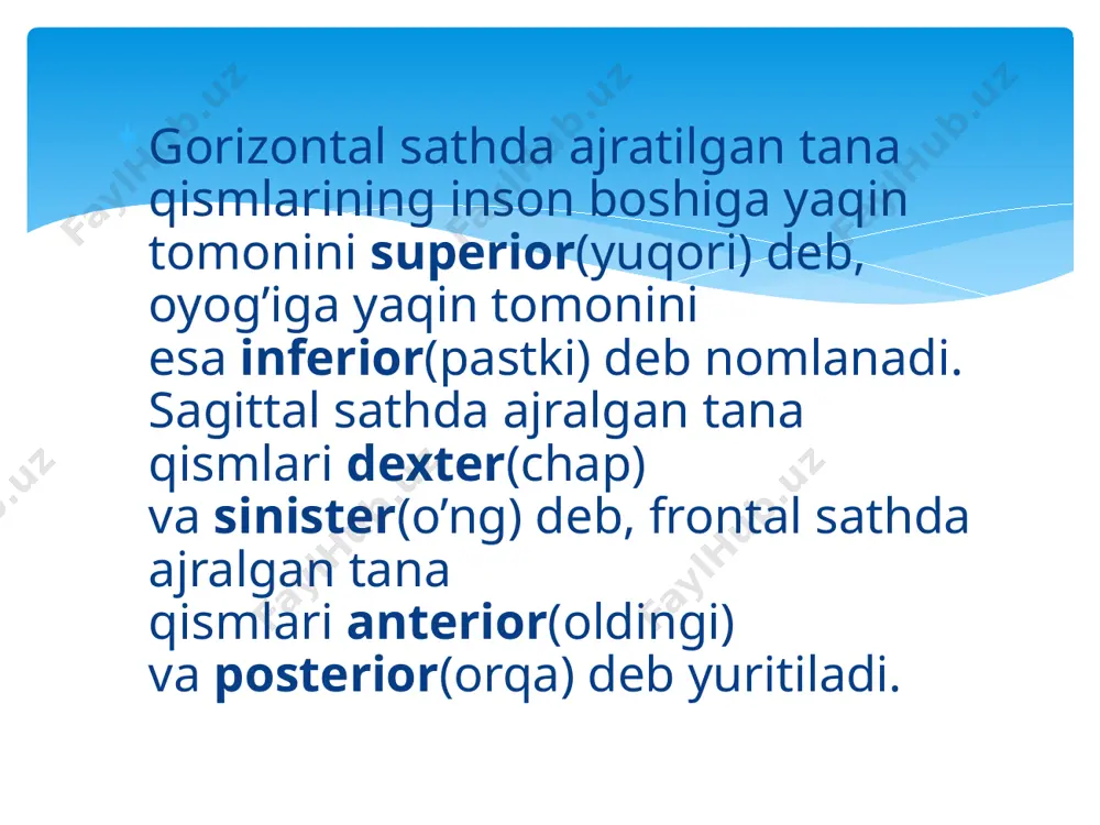 anatomik ibora tarjimasi - Page 5