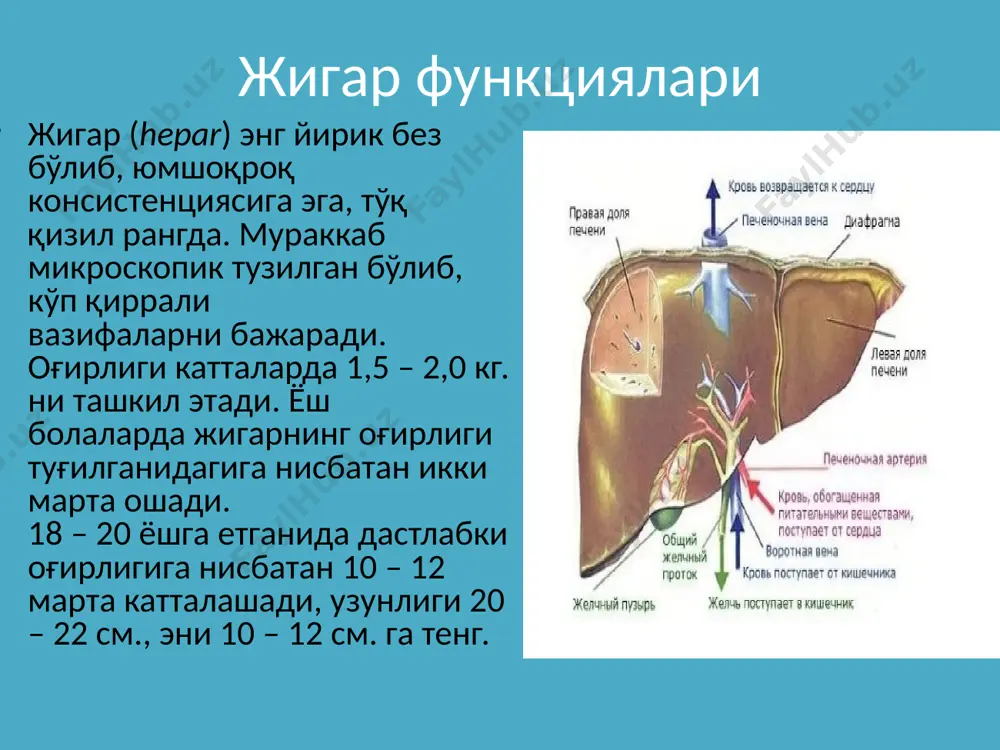 атҳи ғадир-будур, чипор кўринишда бўлади. микроскопик текширганда жигар тўқимасида некротик ва дистрофик ўзгаришлар билан бир қаторда мезенхимал реакция - бириктирувчи тўқиманинг ўсиб кириши ҳам кузатилади. айрим ҳолларда жигар тўқимаси зарарланишлари билан бир қаторда холестазга сабаб бўлувчи жигаричи ўт йўлларининг ўзгаришлари ҳам қайд этилади. жигардаги морфологик ўзгаришларнинг даражаси ва табиати сурункали гепатит турига ҳам боғлик бўлади. клиник нуқтаи назардан анча яхши сифатли бўлиб ҳисобланадиган персистирловчи гепатит ут йўлларининг ўчоқлар кўринишида жойлашган, унча катта бўлмаган инфильтратлар, уларнинг қалинлашуви ва склерозининг мавжудлиги билан характерланади. сурункали актив гепатитнинг алоҳида морфологик белгиси бўлиб мембрана бутунлигининг бузилиши ҳисобланади. гепатитнинг бу тури гепатоцитлардаги дистрофик жараёнлар билан бир қаторда бириктирувчи тўқималарда яллиғланиш-дистрофик ўзгаришларнинг мавжудлиги билан ажралиб туради. гепатоцитларда доначали ва вакуолли дистрофия ҳамда майда ўчоқли дистрофия кузатилади. тест саволлари 1. сурункали гепатит этиологиясида нима асосий рол уйнайди? а. гепатит в вируси б. гепатит а вируси в. коксаки вируси г. риновируслар 2. гепатитни кайси тури огиррок турда кечади? а. …