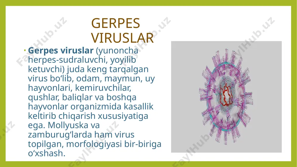 viruslari tabiiy sharoitda hayvonlarda kasallik qo‘zg‘atmaydi, ammo maymun, quyon, dengiz cho‘chqachalari, oq sichqon va boshqa hayvonlarga virus yuqtirilganda, ularda 4–7 kundan so‘ng isitma va nobud bo‘lishgacha olib boradigan parezlar boshlanadi. viruslarni miya, qon va ko‘z konyunktivalaridan ajratib olish mumkin patogenezi kasallikning odamlardagi patogenezi va klinikasi. infeksiya manbai bemor va virus tashuvchilar hisoblanadi. virus, asosan, havo-tomchi va jinsiy aloqa yo‘li bilan yuqadi. ba’zan bemorning so‘lagi bilan zararlangan buyumlar orqali ham yuqishi mumkin. stomatitlarda virusning birinchi reproduksiyasi og‘iz va tomoqning shilliq qavat epiteliylarida amalga oshadi. virus limfa orqali qonga tushadi. bunday patogenez gerpes virusining 1-tipiga xos bo‘lib, gingiostomatit va faringit, aftoz stomatit, gerpetik ekzema, keratokonyunktivit va meningoensefalit kasalliklarini keltirib chiqaradi. virusning bu tipi 3 boshli nerv gangliyalarida uzoq vaqt persistensiya qiladi. gerpes virusining 2-tipi jinsiy aloqa orqali yuqib, genital gerpes va chaqaloqlar gerpesi (chaqaloq tug‘ilayotgan vaqtda zararlanadi) kasalliklarini qo‘zg‘atadi. bundan tashqari, virusning bu tipi bachadon bo‘yni o‘smasining rivojlanishiga sabab bo‘ladi. ikkala tip …