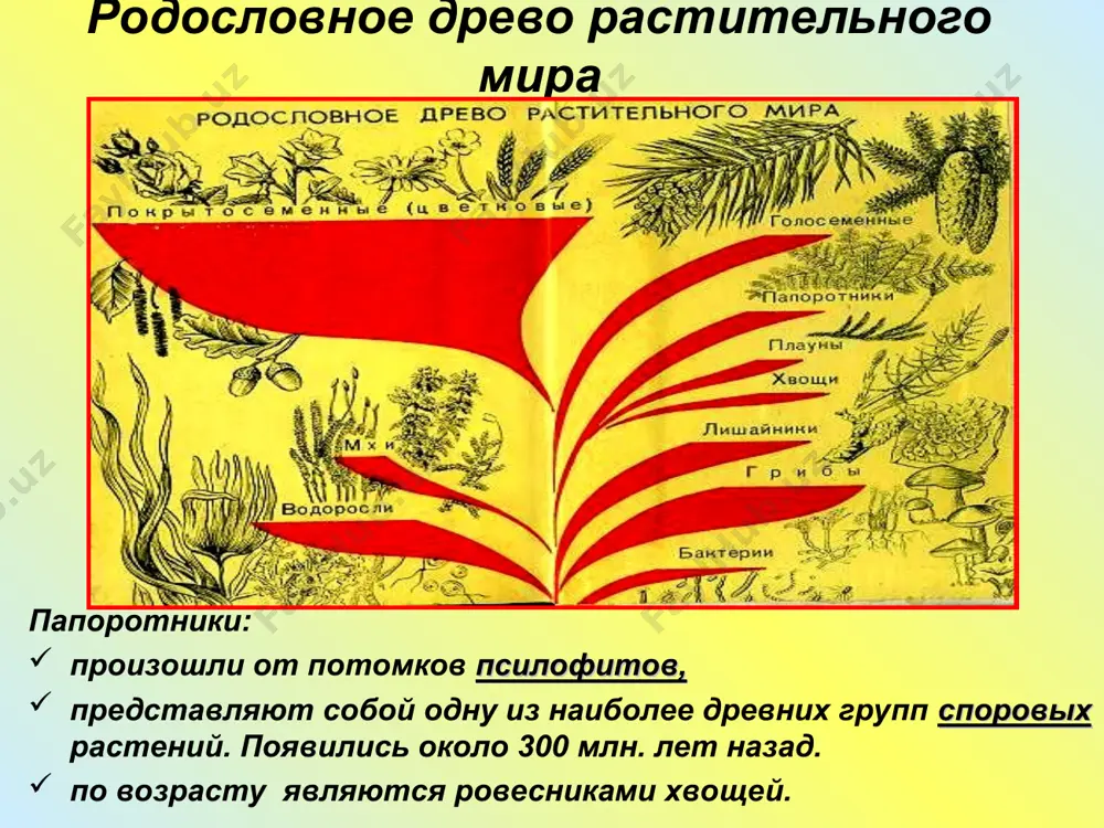 папоротники - Page 3