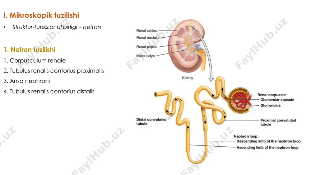 va izostenuriya; sifat jihatdan o’zgarishlari: 1. proteinuriya; 2. gematuriya; 3. silindruriya; 4. leykotsituriya(piuriya) oliguriya - kunlik diurezning kam bo’lishi; - kunlik 700 ml dan kam bo’lishi; sababi: - glomerulyar filtratsiyaning kamayishi; oqibati: - hujayradan tashqari suyuqlik ortishi; - organizmda osmotik faol moddalar to’planishi; (m: gipernatriemiya, giperkaliemiya) - qonda qoldiq moddalarning to’planishi (m: azotemiya) anuriya - diurezning to’liq yo’qolishi; sabab va oqibatlari oliguriya bilan bir biriga o’xshash bo’ladi. poliuriya - sutkalik siydik miqdorining 1,8 l dan oshishi; sabablar: - ekstrarenal (psixogen polidipsiya, suv-tuz almashinuvi buzilishi) - renal (o’tkir va surunkali buyrak yetishmovchiligi poliurik bosqichi) rivojlanish mexanizmiga ko’ra turlari: 1. suvli diurez; 2. osmotik diurez(salurez) 3. gipertenziv diurez 1. suvli diurez: - suvning reabsorbsiyasi kamayishi natijasida yuzaga keladi; - ko’p suv iste’mol qilish va qandsiz diabet ham sabab bo’la oladi; - bunday poliuriyada siydik gipotonik holatda bo’ladi; 2. osmotik diurez: - siydikda osmotik faol moddalarning ko’payishi naijasida kelib chiqadi; - osmotik faol …