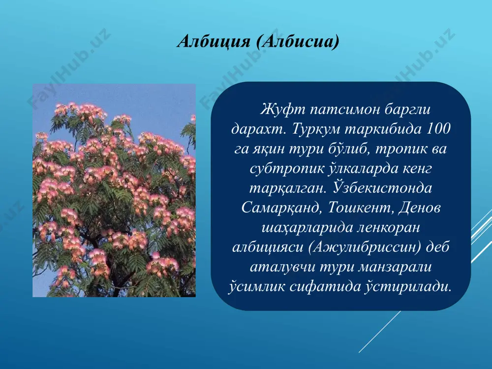 дуккакгуллилар қабиласи фабалес - Page 5