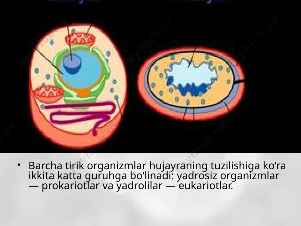 sil bo‘lish jarayoni ona hujayra sitoplazmasining bir qismini ajralishi bilan boshlanadi. ajralgan qism xromosomaga ega bo‘lib, membrana va qalin hujayra qobig‘i bilan o‘ralgan bakteriyalarning sporalari juda hayotchan bo‘ladi. quruq holatda ular hayotiylik xususiyatini yuz, hatto ming yillar davomida saqlab qoladi. haroratning keskin o‘zgarishi ham sporalarga ta’sir ko‘rsatmaydi. image2.jpeg image3.jpeg image4.jpeg image5.jpeg image6.gif image7.png image8.jpeg image9.jpeg image10.gif image11.gif image12.jpeg image1.jpeg
