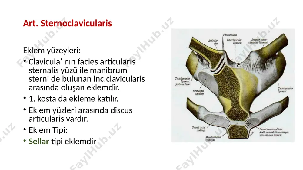 yaparak cavitas glenoidalis yukarı bakarsa, 180 dereceye çıkar. -adduksiyon: 15 d kadar. -iç rotasyon-dış rotasyon: 90 d (toplam) radius ve ulna da harekete katılırsa: 120 derece, omuz da harekete katılırsa: 210; clavicula da harekete katılırsa: 360 d -circumductio hareketlerini yapar. bursa bursa, içi synovial sıvı dolu olan yapılardır ve kemik veya tendonlar arasında yer alarak yastıkçık görevi görür ve hareket esnasında bu yapıların sürtünmeden dolayı yıpranmasını önler. -subscapular bursa: m. subscapularis’in tendonu ile scapula arasında yer alır eklem boşluğu ile irtibatlıdır -subacromial bursa: m. deltoideus ile m. supraspinatusun arasındadır eklem boşluğu ile irtibatı yoktur. -subcoracoid bursa: proc coracoideus’un altında omuz ekleminde kapsül geniş, bağlar zayıf olduğu için, vücudun en hareketli eklemidir en fazla çıkık görülen eklemidir articulatio cubiti (dirsek eklemi) ortak bir kapsülle sarılı üç eklemden meydana gelmiştir. articulatio composita grubu üç kemik arasında: humerus-radius-ulna üç eklem: articulatio humeroulnaris articulatio humeroradialis articulatio radioulnaris eklem yüzleri hyalin kıkırdakla kaplıdır 1. art. …