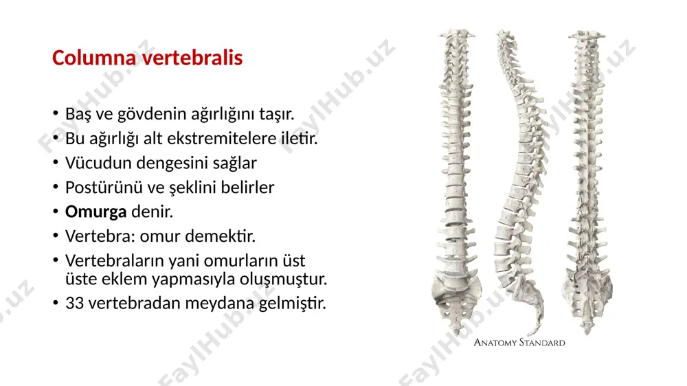 ığı karşılayabilmesi için yukarıdan aşağıya doğru gövde büyür. üst ve alt yüzeylerine discus intervertebralis tutunur. bu yüzlere facies intervertebralis denir corpus vertebrae facies intervertebralis arcus vertebrae corpusun arkasından çıkan sağ ve sol laminaların birleşmesi ile olur laminaların, corpusa tutunduğu bölüme pendinculus arcus vertebrae denir. her bir pedunculus’un üst ve alt kenarında birer çentik oluşur. i̇ncisura vertebralis superior: üst taraftaki çentik i̇ncisura vertebralis inferior alt taraftaki çentik pendinculus arcus vertebrae i̇ncisura vertebralis superior i̇ncisura vertebralis inferior vertebralar birbirleri ile eklem yaptığı zaman; alt vertebraya ait incisura vertebralis superior ile üst vertebranın incisura vertebtalis inferior’u karşı karşıya gelerek foramen intervertebrale’yi meydana getirirler. bu delikten nervus spinalis geçer. processuslar: arcus vertebrae üzerinde yedi tane çıkıntı: processus transversus: 2 tane processus spinosus: 1 tane processus articularis. 4 tane processus transversus processus spinosus processus articularis processus transversus: arcus vertebrae’nın corpusa yakın bölümünden iki taraflı olarak laterale doğru uzanan çıkıntılardır. thoracal vertebralar, bu çıkıntılar vasıtasıyla kostalarla …