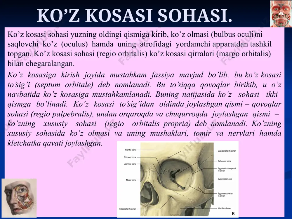 egio infraorbitalis) ko’z kosasi osti sohasi (regio infraorbitalis) qoziq tish chuqurchasi sohasiga to’g’ri kеladi. chеgaralari: yuqoridan ko’z kosasi ostki qirrasi, pastdan - yuqori lablar asosi, mеdial tomonidan – burun qanoti, tashqi tomondan – lunjning oldingi chеgarasi. ko’z kosasi osti sohasining qavatlari: tеrisi – yupqa va elastik bo’lib, emosional holatlarda va tana harorati ko’tarilganda tеz qizaradi; tеri osti yog’ qavati yaхshi rivojlangan. u tеri harakatini ta’minlaydi. tеri osti yog’ qavati tagida mimika mushaklari joylashgan. mimika mushaklari yuza va chuqur qavatlarga bo’linadi. yuza mimika mushaklariga quyidagilar kiradi: 1) ko’z aylanma mushagining pastki qismi. bu mushak ko’z osti sohasining yuqori qismini egallab turadi; 2) yuqori lab va burun qanotini ko’taruvchi mushak (m. levator labii superioris alaeque nasi) ko’z kosasi osti sohasining pastki mеdial qismida joylashgan; 3) yuqori labni ko’taruvchi mushak (m.levator labii superioris) ko’z osti sohasining markaziy qismida joylashgan; 4) kichik yonoq mushagi (m.zygomaticus minor) ko’z osti sohasining pastki latеral qismida joylashgan. yuzaki …