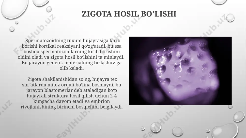 r nechta spermatozoidlarning kirishi) ning oldini olish mexanizmlarini faollashtiradi, bu esa embrionning normal rivojlanishi uchun muhim ahamiyatga ega. jinsiy hujayralarning rivojlanishi jinsiy hujayralar, gametogeneza jarayonida, meyoz bo'linish orqali diploid (2n) hujayralardan gaploid (n) hujayralar – spermatozoidlar va tuxum hujayralariga aylanadi, bu jarayon 2 ta meyotik bo'linishdan iborat. spermatogenez 74 kun davom etadi va 4 ta spermatid hosil qiladi, har biri etuk spermatozoidga aylanadi, ularning har biri 23 ta xromosoma tashiydi va harakatchan bo'ladi. gametogenez: spermatogenez va ovogenez spermatogenezda mayoz bo'linish natijasida hosil bo'lgan 4 ta spermatidning hammasi ham sperma hujayrasiga aylanadi, ovogenezda esa faqat bitta katta oosit tuxum hujayrasini hosil qiladi. spermatogenezda bitta spermatogoniy hujayradan 4 ta sperma hujayrasi hosil bo'ladi, ovogenezda esa bitta oogoniy hujayradan faqat bitta tuxum hujayrasi va 3 ta qutb tanachasi hosil bo'ladi. erkak jinsiy hujayralari: spermatozoidlar erkak jinsiy hujayrasi bo'lgan spermatozoidlarning taxminan 50-150 millionga yaqini har bir ejakulyatsiyada chiqariladi, ularning faqat bir nechasi tuxum hujayrasiga …