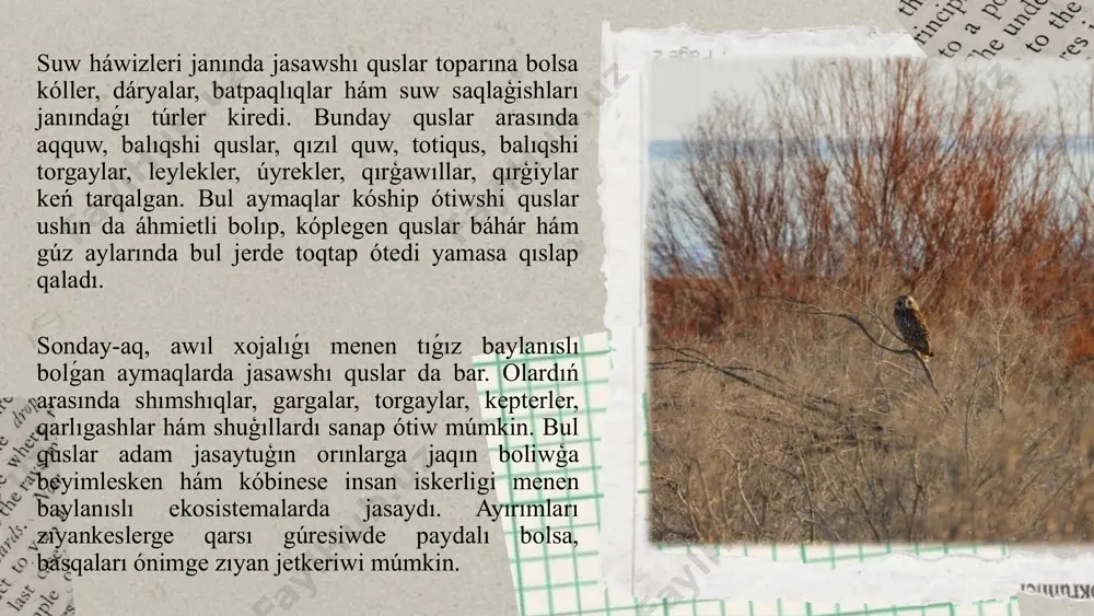 dıń jasaw orınlarınıń qısqarıwına alıp kelmekte. sonıń ushın quslar jasaytuǵın tábiyǵıy ortalıqtı saqlaw, qorıqxana hám qorǵaw zonaların keńeytiw, quslar ushın ekologiyalıq turaqlı sharayat jaratıw búgingi kúnniń áhmietli wazıypalarınan bolıp tabıladı.quslardıń geografiyalıq tarqalıwın úyreniw, olardıń túrlik baylıǵın anıqlaw hám monitoring etiw tek ǵana biologiyalıq kóp túrlilikti saqlawda emes, al tábiyattı turaqlı basqarıwda da úlken áhmietke ie. quslar - qorshaǵan ortalıq jaǵdayınıń sezgir kórsetkishi. olardıń háreketleri, sanınıń kóbeyiwi yaki kemeyiwi ortalıqtaǵı ózgerislerden derek beredi. sonlıqtan, jergilikli quslar faunası hám olardıń tarqalıwın turaqlı úyreniw ilimiy hám ámeliy jaqtan áhmietli wazıypa bolıp tabıladı. photo by anjali mehta on unsplash ózbekistannıń tábiyiy-geografiyalıq sharayatları quslardıń keń túrliligin hám olardıń túrli regionlarda tarqalıwın támiyinleydi. mámleketimiz aymaǵı shól, yarım shól, dala, tawlı aymaqlar, toǵaylar hám suw basseynleri sıyaqlı hár qıylı tábiyǵıy zonalarǵa ie bolıp, hár bir zona ózine tán qus túrlerin ózinde jámleydi. bul aymaqlardıń hár biri quslardıń jasawı, azıqlanıwı hám kóbeyiwine beyimlesken arnawlı ekologiyalıq sharayatlardı usınadı. ózbekstan …