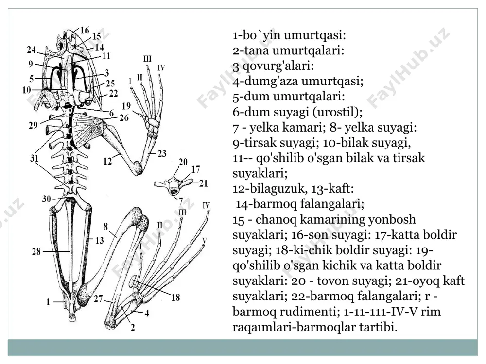 bor. bu o'simtalar qo'shni umurtqalardagi shunday o'simtalarga qo'shilish uchun xizmat qiladi. tana umurtqalari dumlilar turkumi vakillarida 13 tadan 62 tagacha va oyoqsizlarda 100 tadan ortiq bo'ladi. baqaning o'q skeleti va chanoq kamari (ustki tomondan ko'rinishi): 1-bo'yin umurtqasi; 2-tana umurtqalari: 3-dumg'aza umurtqasi; 4 - urostil (qo'shilib ketgan dum-umurtqalari); 5 - chanoq kamari, 6 -quymich kosasi. bosh skeleti. suvda hamda quruqlikda yashovchilar bosh skeleti baliqlarnikiga nisbatan birmuncha o'zgarishlarga uchragan. ularda tipik quruqlikda yashovchi umurtqali hayvonlar bosh skeletiga xos bir qator belgilar paydo boʻlgan. ayniqsa, bosh skeletining visseral qismida ko'proq o'zgarishlar sodir bo'lgan. avvalo, bu o'zgarishlarni amfibiyalarning bosh skeleti koʻpchilik baliqlarning bosh skeletidan xondral va teri suyaklarining yaxshi rivojlanmaganligidan, autostiliya qisman eshitish va qisman til osti apparatiga aylangan, o'zgargan til osti va jabra yoylarining bo'lishidan, jabra qopqog'ining reduksiyalanganligidan bilsa bo'ladi. binobarin, ko'pchilik amfibiyalarda jabra apparatining yo'qo-lishi, birinchi eshitish suyakchalarining va til osti skeletining paydo bo'lishi visseral skeletda sodir bo'lib, bu hayvonlarning yarim quruqlikda …