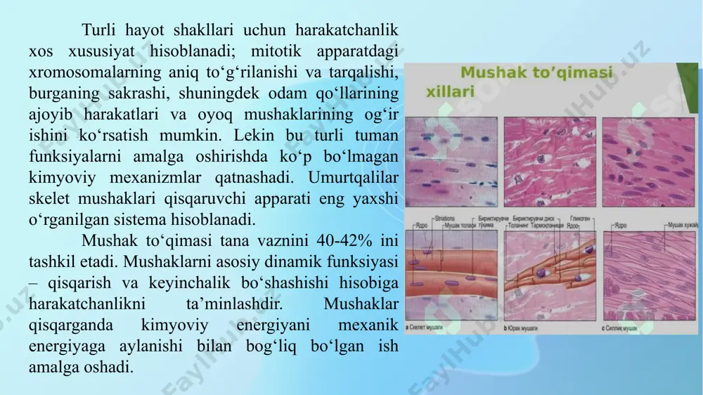 ini harakatga keltiradi; u miozin ta’sirida atfning gidrolizi natijasida ajralayotgan energiya hisobiga boradi. qo‘zg‘alish holati tugaganda sarko‘plazmatik retikulum ca+2-mg+2-atf-aza shu sistema ichkarisiga kalsiyning qayta o‘tishini ta’minlaydi. ca+2 konsentratsiyasi past darajaga yetganda ko‘ndalang ko‘prikchalar uziladi va mushak tolasi bo‘shashadi. 3 turdagi mushaklar bir-biridan quyidagicha farq qiladi: skelet mushagi; 2) yurak mushagi; 3) silliq mushak. ko‘ndalang targ‘il mushak substrukturasi oddiy usulda mikroskopda o‘rganilgan va quyidagi sxematik tuzilishga ega: mushak tolalari diametri 1 mkm bo‘lgan, ko‘ndalang joylashgan fibrillalardan tuzilgan, ularda ketma-ket keluvchi qora va oq disklar ko‘rinadi. qora disklar ikkilamchi nur sindirish qobiliyatiga ega bo‘lib, a-(anizatrop) disklar deb ataladi; oq disklar ikkilamchi nur sindirish qobiliyatiga ega emas. ular i-(izotrop) disklar deb ataladi. i disk o‘rtasida kengligi taxminan 80 nm bo‘lgan pishiq z chiziq joylashgan. bu chiziq tolani butun ko‘ndalangi bo‘yicha kesib o‘tib, fibrillalarni bir boylamda ushlab turadi hamda bir vaqtda ko‘p fibrillalar a- va i-disklarining joylashishini tartibga soladi. bir z-chiziqdan ikkinchisigacha bo‘lgan miofibrillalar …