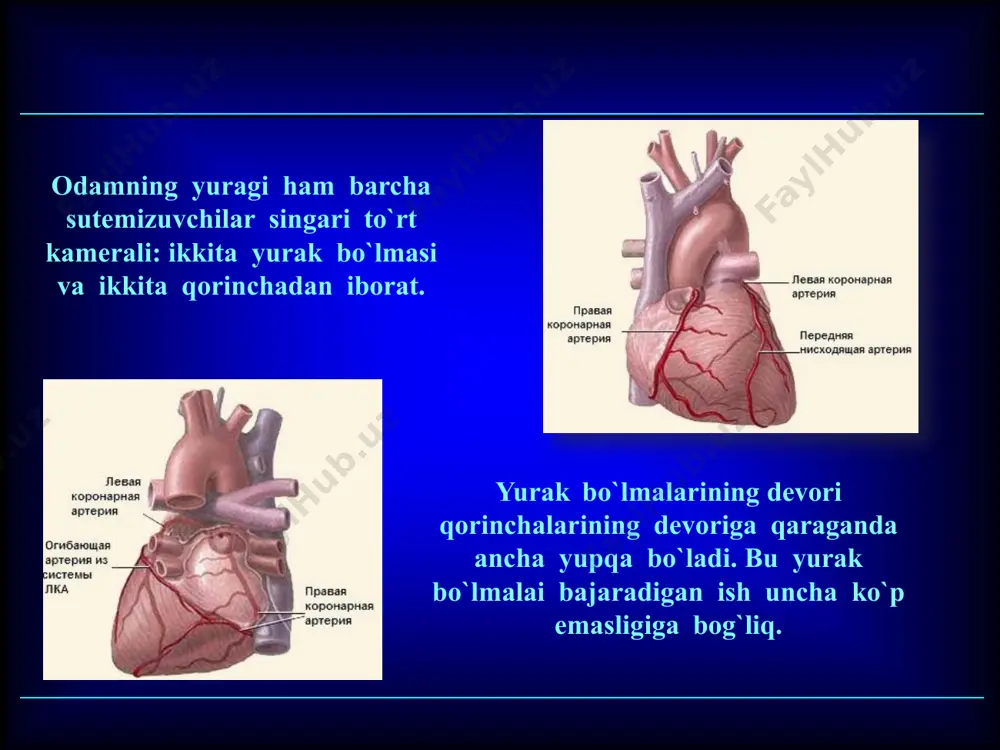 quyiladigan yo`li katta qon aylanish doirasi dеb ataladi. qon katta doirasi bo`ylab 20-30 sеkund da, kichik qon aylanish doirasi bo`ylab undan 5 marta tеz aylanib chiqadi. yurakning o`ng bo`lmasidagi vеnoz qon o`ng qorinchaga o`tadi, u еrdan kichik qon aylanish doirasi bo`ylab harakatlanadi. yurak qorinchalari aorta va o`pka artеriyalari chiqadigan joyda yarimoysimon klapanlar joylashgan. ular qon tomirlarining ichki dеvorlariga joylashgan cho`ntakchalarga o`xshaydi. qon aortaga va o`pka artеriyasiga haydaganda yarimoysimon klapanlar tomirlar dеvoriga siqilib turadi. qorinchalar bo`shashganida qon yurakka qaytib tushmaydi, chunki cho`ntakchalar qonga to`lib, taranglashadi va bir-biriga zich taqalib turadi. image1.png image6.jpeg image7.jpeg image2.png image3.png image4.jpeg image5.jpeg image8.jpeg image17.png image18.png image19.png image20.png image21.png image22.png image23.png image24.png image25.png image26.png image9.png image27.png image28.png image29.png image30.png image31.png image32.png image33.png image34.png image35.png image36.png image10.png image37.png image38.png image39.png image40.png image41.png image42.png image43.png image44.png image45.png image46.png image11.png image47.png image48.png image49.png image50.png image51.png image52.png image53.png image54.png image55.png image56.png image12.png image57.png image58.png image59.png image60.png image61.png image62.png image63.png image64.png image65.png …