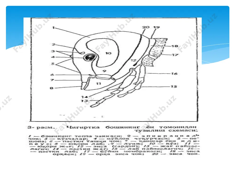 3, 4. ko'zchalar, 5. miya (cerebral ganglia). 6.oldingi ko'krak. 7. dorzal arteriya. 8.traxeyalar. 9.o'rta ko'krak. 10. keyingi ko'krak. 11. oldingi qanot. 12. orqa qanot. 13. o'rta ichak. 14. “yurak” vazifasini bajaruvchi qon tomiri. 15. tuxumdon. 16. orqa ichak (ingichka ichak, to'g'ri ichak, anal teshigi). 17. anus,18. vagina,19.abdominal gangliy, 20. malpigi, 21. yostiqcha. 22. tirnoqlar.23. panja. 24. boldir.25. son. 26. vertlug.27.oldingi ichak. 28. ko'krak gangliysi. 29.taz. 30. so'lak bezi. 31.xalqum osti gangliysi. 32. og'iz apparati. qorin qismidagi nafas teshiklari asosiy ko'ndalang traxeya ko'krak qismidagi nafas teshiklari