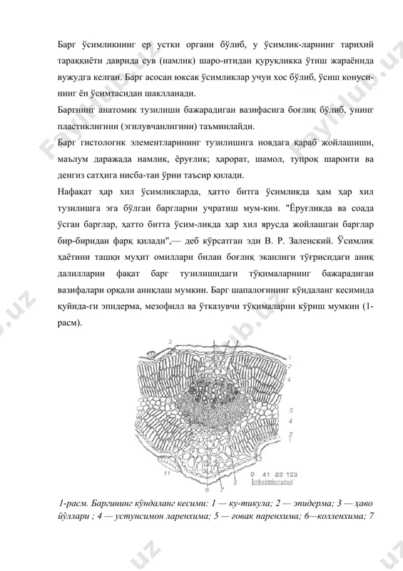 ви ва транспирация ҳоди-сасини таъминлаш, шунингдек, ўсимлик таркибига ҳар хил зараркунанда ва микроорганизмлар киришидан сақлайди. эпидерма ҳужайралари тирик бўлиб, уларда цитоплаз-ма. анча йирик вакуола, ядро ва лейкопластлар бор. эпидерма ҳужайраларида хлорофилл бўлмайди. эпидерманинг устки юпқа структурасиз тузилишга эга бўлган қисми ку-тикула ёки мум пардаси билан қопланган. у ўсимликни қуришдан ва кучли қуёш нуридан сақлайди. кутикула ва мум пардаси ўсимликнинг яшаш шароитига ҳамда турига қараб қалин ёки юпқа бўлиши мумкин. бундан ташқари эгшдерма устида ҳимоя қилувчи ҳар хил ўсимталар туклар ҳосил бўладики, улар ҳимоя қилиш билан бир қаторда кераксиз моддаларни ажратиб чиқаради. эпидерма тўқимаси учун хос бўлган хусусиятлардан бири унинг ҳужайралари орасида (устьица) оғизчаларнинг пайдо бўлишидир. бу, иккита яримойсимон ҳужайранинг ўзаро мулоқотли вазифани бажарияшдан вужудга келади. ҳаво йўллари кўпинча баргнинг остки энидермисида жой-лашади масалан, картошка баргининг остки томонида 1 мм2 п' 26' та, устки томонида 45 та. терак баргининг 11 -мм2 115 та, устки томонида эса 20 та оғизча мавжуд. ҳаво …