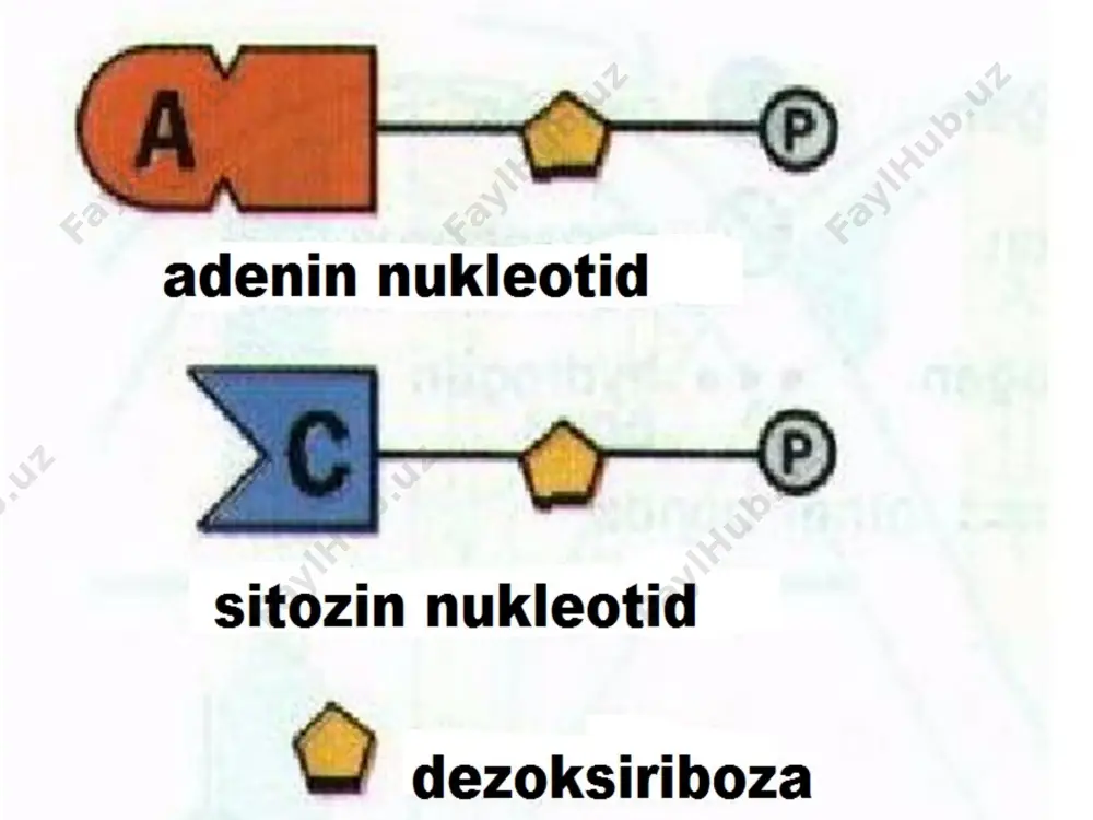 nuklein kislotalar - Page 4