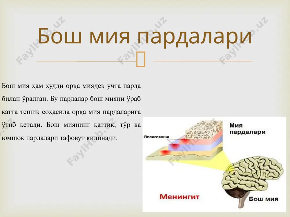 йнов мушагининг олдидан ўтиб, оғи бурчаги соҳасидан-кўзнинг ички бурчагигача йўналади ва шу сабабл охирги тармоқларини a. angularis дейилади. ташқи уйку артериясининг олдинги тармоқлари:  bosh miya sinuslar  энг катта ва кенг кўндаланг вена бўшлиғи ((sinus transversus). 2. бош мия ўроғининг юқори чеккаси бўйлаб жойлашган юқори сагиттал вена бўшлиғи (sinus sagittalis superior). 3. бош мия ўроғининг пастки чеккаси бўйлаб жойлашган пастки сагиттал вена бўшлиғи (sinus sagittalis inferior). 4. тўғри вена бўшлиғи (sinus rectus) юқори ва пастки сагиттал вена бўшлиқларининг орқа учларини қўшиб туради. 5. энса вена бўшлиғи (sinus occipitalis) кўндаланг ва сигмасимон синуслами қўшиб туради. 6. сигмасимон вена бўшлиғи ((sinus sigmoideus) ўз номидаги эгатда ётиб ички бўйинтумқ венага ўтиб кетади. 7. ғовак вена бўшлиғи (sinus cavernosus) турк эгарининг ён томонида ётади. 8. юқори ва пастки тош вена бўшлиқлари (sinus petrosus superior et inferior) чакка суяги пирамидасининг юқори ва пастки чеккалари бўйлаб ётади. баъзи соҳаларда қаттиқ парда синуслари эмиссар веналар ((v.v.emissariae) …