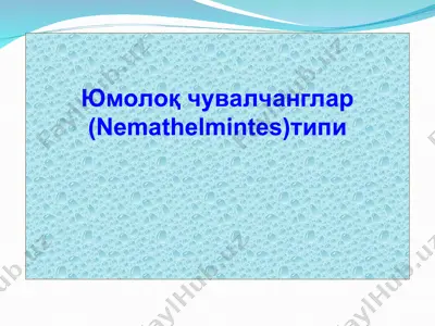 юмолоқ чувалчанглар (nemathelmintes) типи — ZIP