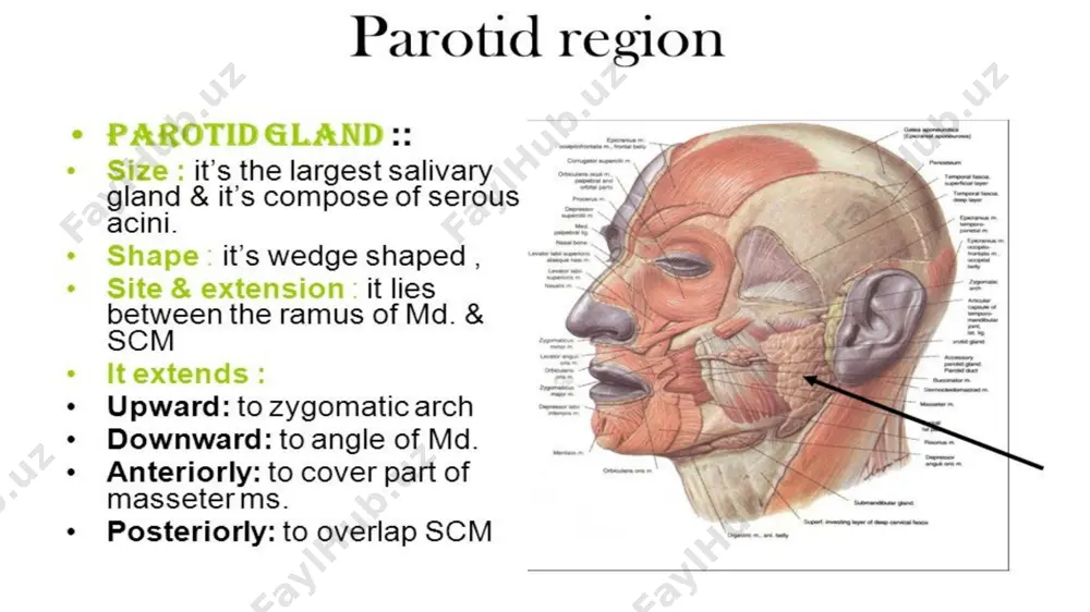 parotid gland anatomy - Page 3
