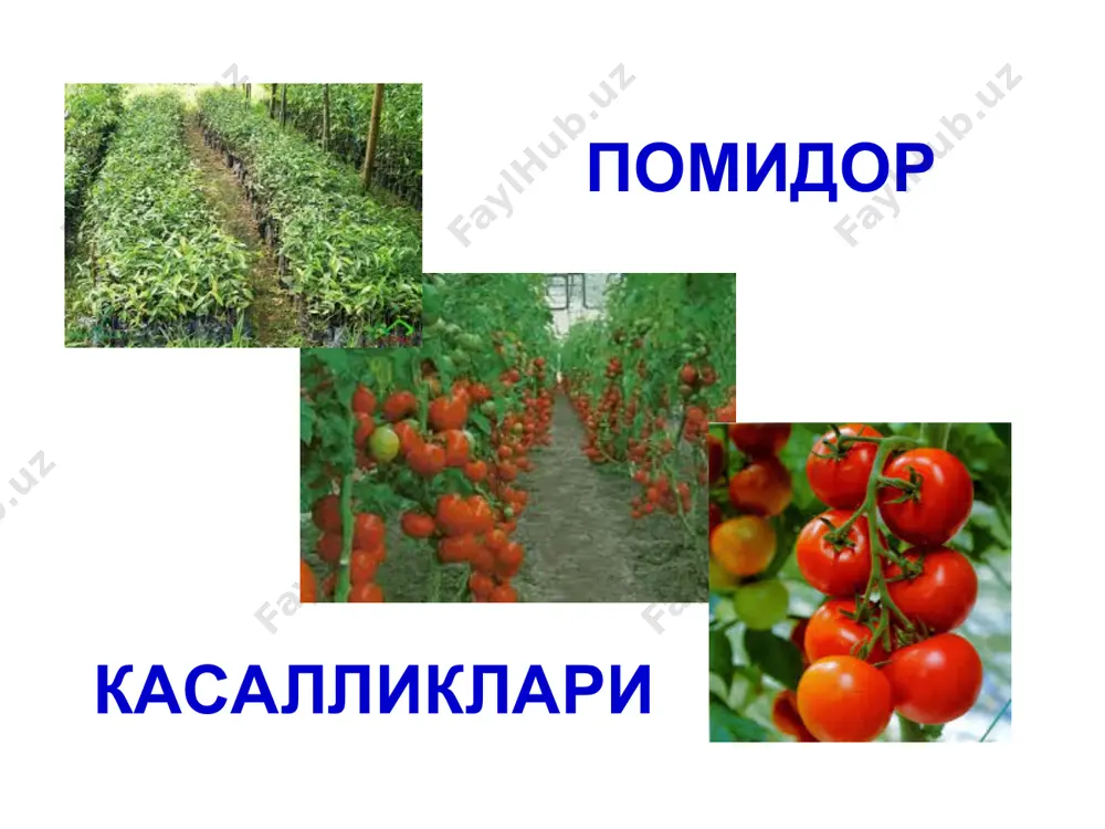 иши ва ёрилиши қишлоқ хўжалик фитопатологияси помидор касалликлари илдизлар тўқ-қўнғир чириши ва ёрилиши касалликни инглизча tomato brown root rot ёки кўпроқ tomato corky root rot , деб аташади. ушбу касаллик, эркин ортиқовнинг маълумотларига кўра, тошкент вилоятида ~ 10 йилдан бери катта муаммо ва унинг иссиқхоналарда тарқалиши 100%. бошқа вилоятларда ҳам тарқалган бўлишининг эҳтимоли катта. иссиқхоналарда касаллик европа мамлакатларида, ақш ва австралияда кўп учрайди ва ҳосилга зарар етказади. ҳосилни кўпи билан 70% га камайтириши хабар қилинган. помидор илдизлари тўқ-қўнғир чириши ва ёрилишини қўзғатувчи замбуруғ: pyrenochaeta lycopersici – пиренохэта ликоперсици помидор илдизлари (ва илдиз бўғзи) тўқ-қўнғир чириши ва ёрилиши. помидор илдизлари тўқ-қўнғир чириши ва ёрилиши. қишлоқ хўжалик фитопатологияси помидор касалликлари илдизлар тўқ-қўнғир чириши ва ёрилиши касаллик қўзғатувчиси тупроқ замбуруғи бўлиб, у иссиқхоналар ва очиқ далаларда учрайди, зарарланган ўсимликларда микросклероцийлари ва мицелийси, эҳтимол пикнидалари билан ҳам сақланади. қишлоқ хўжалик фитопатологияси помидор касалликлари илдизлар тўқ-қўнғир чириши ва ёрилиши патоген помидордан ташқари solanaceae оиласининг кўп …