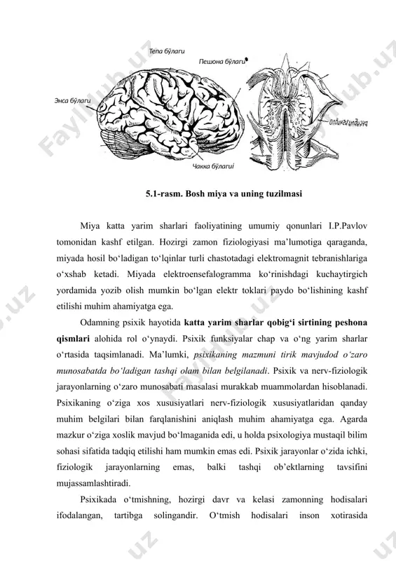 ekslar) hisoblangan shakllarni amalga oshiradi, katta yarim sharlarning qobig‘i esa hayotda orttirilgan, psixika yordami bilan boshqariladigan xulq-atvor shakllarining organi sanalanadi. 5.1-rasm. bosh miya va uning tuzilmasi miya katta yarim sharlari faoliyatining umumiy qonunlari i.p.pavlov tomonidan kashf etilgan. hozirgi zamon fiziologiyasi ma’lumotiga qaraganda, miyada hosil bo‘ladigan to‘lqinlar turli chastotadagi elektromagnit tebranishlariga o‘xshab ketadi. miyada elektroensefalogramma ko‘rinishdagi kuchaytirgich yordamida yozib olish mumkin bo‘lgan elektr toklari paydo bo‘lishining kashf etilishi muhim ahamiyatga ega. odamning psixik hayotida katta yarim sharlar qobig‘i sirtining peshona qismlari alohida rol o‘ynaydi. psixik funksiyalar chap va o‘ng yarim sharlar o‘rtasida taqsimlanadi. ma’lumki, psixikaning mazmuni tirik mavjudod o‘zaro munosabatda bo‘ladigan tashqi olam bilan belgilanadi. psixik va nerv-fiziologik jarayonlarning o‘zaro munosabati masalasi murakkab muammolardan hisoblanadi. psixikaning o‘ziga xos xususiyatlari nerv-fiziologik xususiyatlaridan qanday muhim belgilari bilan farqlanishini aniqlash muhim ahamiyatga ega. agarda mazkur o‘ziga xoslik mavjud bo‘lmaganida edi, u holda psixologiya mustaqil bilim sohasi sifatida tadqiq etilishi ham mumkin emas edi. psixik …