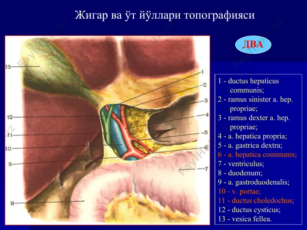ўткир холецистит ва унинг асоратлари - Page 4