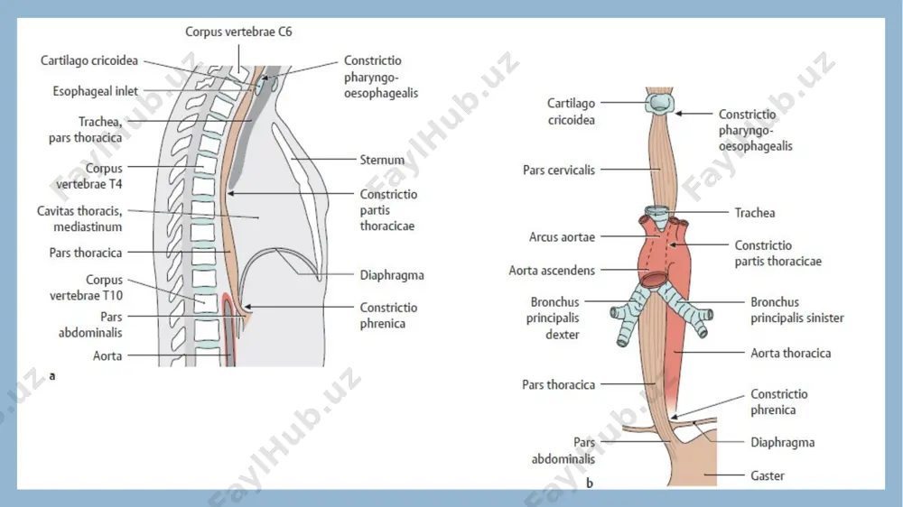 qizilo’ngach klinik anatomiya - Page 5