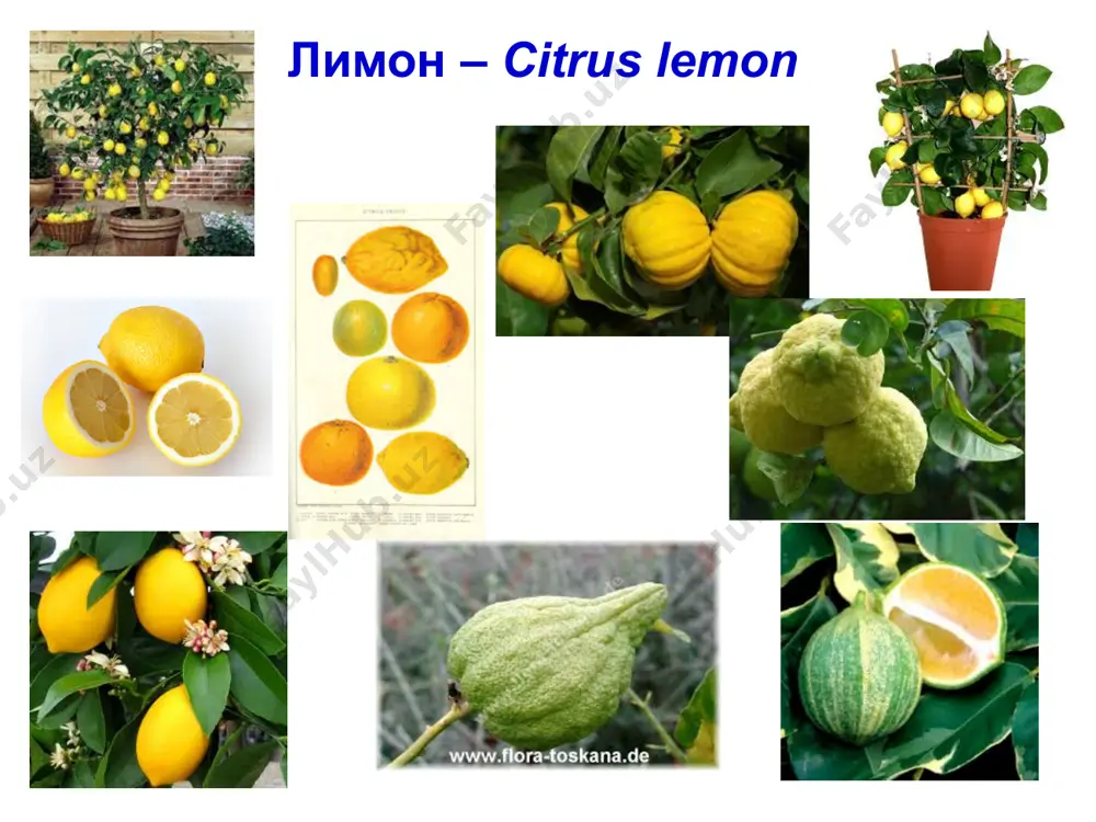 s (limon va b.) daraxtlari gommoz bilan zararlanishi xabar qilingan (nishonov, 2009; abdurazzoq aka, 2016), ammo kasallikning turi (noinfektsion yoki infektsion ekanligi) hamda paydo bo'lishining sababi aniqlanmagan. qishloq xo'jalik ekinlarining kasalliklari va ularga qarshi kurash choralari tsitrus ekinlarining gommoz kasalligi kurash choralari agrotexnika qoidalariga qat'iy rioya qilish, nihollarni to'g'ri ekish, ildiz bo'g'zi tuproq bilan ko'milib qolishiga yo'l qo'ymaslik, tuproqni muntazam yumshatib turish, tuproq namligi keragidan ortiq bo'lmasligini ta'minlash lozim. transheyalarni muntazam shamollatib turish, profilaktika uchun daraxtlarga bahorda va kuzda 1%-li bordo suyuqligini purkash tavsiya qilinadi. qishloq xo'jalik ekinlarining kasalliklari va ularga qarshi kurash choralari tsitrus ekinlarining gommoz kasalligi kurash choralari 1) zararlangan o'simliklarni davolash: nurafshon agro fayz f/x issiqxonasida kasal limon daraxtlarni formayod eritmasi bilan sug'orib, yaxshi samara olishgan. 2) daraxt po'stlog'ining zararlangan qismini bog' pichog'i yordamida ehtiyotkorlik bilan tozalash, o'sha joyni mis sulfatning 3%-li eritmasi bilan yuvish, 2-3 kun so'ngra o'sha joyga quyidagi pastani surtish: 1 qism mis sulfat, …