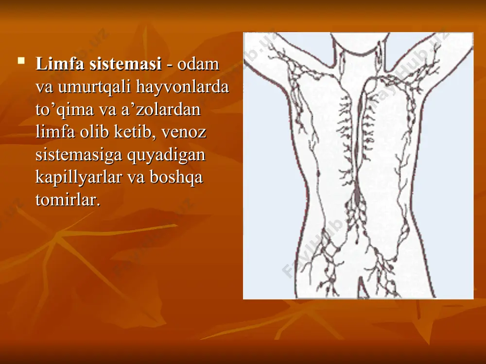 a yo’llari orqali tarqaladi (metastaz beradi). limfa sistemasm limfa kapillyarlari, organ ichidagi va organ sirtidagi olib ketuvchi limfa tomirlari, limfa tugunlari va ikkita asssiy limfa stvoli: o’ng va chap ko’krak limfa yo’llaridan iborat. limfa tugunlari limfa tomirlari tegishli joylarda yo’g’onlashib, limfa tugunlarini hosil qiladi. odam tanasida 460 ta limfa tuguni mavjud. shundan 1-2 l limfa suyuqligi bo’ladi. bir kecha kunduzda 1200-1500 ml limfa suyuqligi ishlab chiqariladi. limfa tugunlari, limfa bezlari — odam va yuksak umurtqali hayvonlarning limfa sistemasi tuzilmalari. l.t. qon yaratish a’zosi va kasallik qo’zg’atuvchi mikroblar, ularning toksinlari va umuman zaharli moddalar uchun to’siq vazifasini o’taydi. shu tariqa limfaning biologik filtri hisoblanadi. l.t. pushti-kulrang , qalin kapsula bilan qoplangan, dumalok, yoki oval shaklli tuzilmalardan iborat; ularda limfo-sitlar hosil bo’lgani uchun limfoid a’zolar deb ham ataladi. l.t. immunobiologik jarayonlar va limfa oqimi (harakati)ni tartibga solib turadi. l.t. "darvoza"sidan chiqib, limfa olib ketuvchi tomirlar o’zaro qo’shilib, limfa stvolini hosil qiladi, ular …