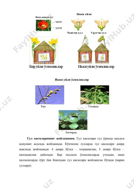 jibarglar naysimon bo'lib, uzunligiga qarab, dolixomorf, mezomorf, braximorf tiplarida bo'ladi (dolixomorf – naychasi uzun, mezomorf - o'rta, braximorf - qisqa). naychaning uzunligi changlanish bilan bog'liq. gulning simmetriyaligi tojibarglarning tuzilishiga qarab aniqlanadi, masalan, aktinomorf, zigomorf gullar. gullarda pixlarning paydo bo'lishi. pix – gultojibarg asosidagi cho'ziq o'simtadir. ba'zi o'simliklar oilalari vakillarini gullarida pixlarning hosil bo'lishi changlanishga moslanish xususiyatlaridan biridir (ko'knordoshlar, ayiqtavondoshlar va boshqalar). pixning paydo bo'lishi asalshira ajralish bilan bog'liq. pixning ichki tamoni bo'sh bo'lib, asalshira pixning devorlaridan yoki ichki tamonidagi asalshira bezlaridan ajraladi. 4–rasm. tojbarglarning tuzilishi: 1-ayrim va 2-3-qo'shilib o'sgan. 5–rasm. tojbarglarning tuzilishi: 1–naysimon; 2–g'ildiraksimon; 3–ikki labli; 4–bir labli; 5– kapalaksimon; 6– voronkasimon; 7–qo'ng'iroqsimon. androtsey. guldagi changchilar to'plami androtsey deyiladi. changchilar gulda bittadan bir necha yuz bo'lishi mumkin (6–rasm). masalan, gulsapsarda – 3 ta, qoqio'tdoshlarda 5 ta; piyozdoshlarda 6 ta, burchoqdoshlarda 10 ta, itgunafshada 2 ta, tolda 2 ta. changchilarning soni shu o'simlik uchun, shu turkum uchun doimiydir. chang iplarining uzunligi …