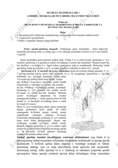 qorin muskullari to'g'risida ma'lumot — DOCX