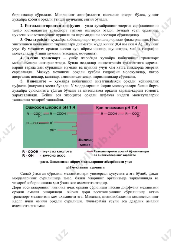 озондан айрим моддаларнинг абсорбцияси учун рн муҳитнинг аҳамияти санаб ўтилган сўрилиш механизмлари универсал хусусиятга эга бўлиб, фақат моддаларнинг сўрилишида эмас, балки уларнинг организмда тарқалишида ва чиқариб юборилишида ҳам ўзига хос аҳамиятга эгадир. дори воситаларининг ингичка ичак орқали сўрилиши пассив диффузия механизми орқали амалга оширилади. айрим дори воситаларининг сўрилишида актив транспорт механизми ҳам аҳамиятга эга. масалан, цианокобаламин комплексининг каслг ички омили орқали сўрилиши. фильтрatsiя усули эса деярлик амалий аҳамиятга эга эмас. –расм. моддалар сўрилишининг асосий йўллари (схема) доривор модда организмга киритилганидан сўнг маълум вақт бирлиги ўтганидан кейин унинг қонда аниқланадиган концентрatsiясининг дастлабки киритилган дозасига нисбатини белгилаш учун биоэришувчанлик атамаси киритилган бўлиб, бу орқали киритилган препаратнинг самарадорлигига ҳам баҳо берилади. ичишга тавсия қилинадиган препаратларнинг биоэришувчанлиги паст бўлса, вена орқали киритиладиган препаратларнинг биоэришувчанлиги 100 % га тенг бўлади. агарда препарат жигарда парчаланмасдан, бевосита буйрак орқали ўзгармаган ҳолда чиқариб юбориладиган бўлса, у ҳолда препаратнинг сийдик таркибидаги миқдорига қараб ҳам унинг биоэришувчанлиги тўғрисида мулоҳаза юритиш …