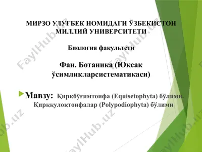 қирқбўғимтоифа (equisetophyta) бўлими. қирққулоқтоифалар (polypodiophyta) бўлими — PPTX