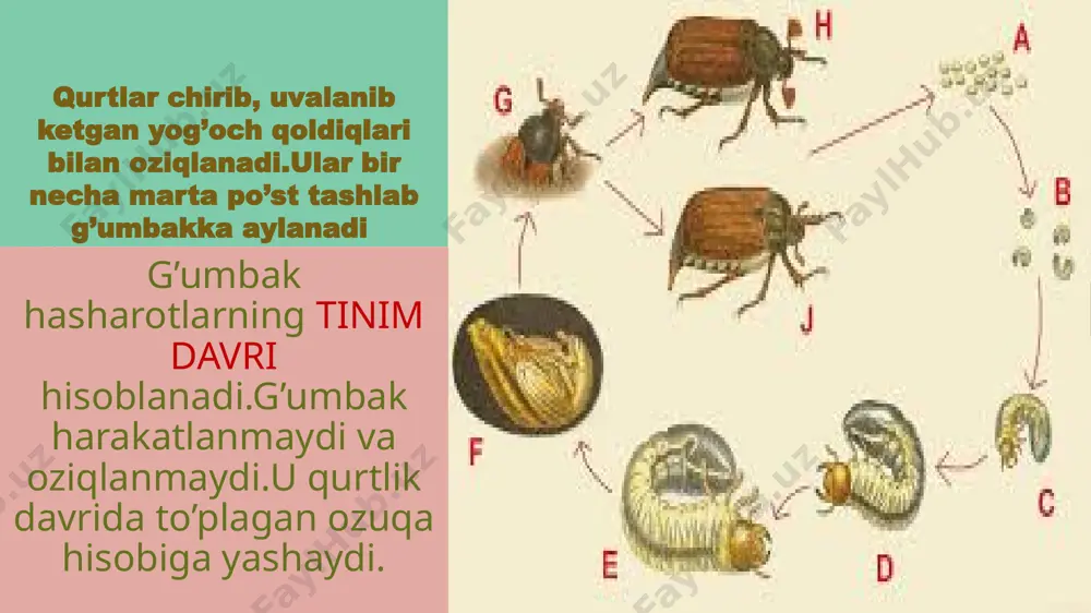 hasharotlarning ko’payishi va rivojlanishi taqdimoti - Page 5