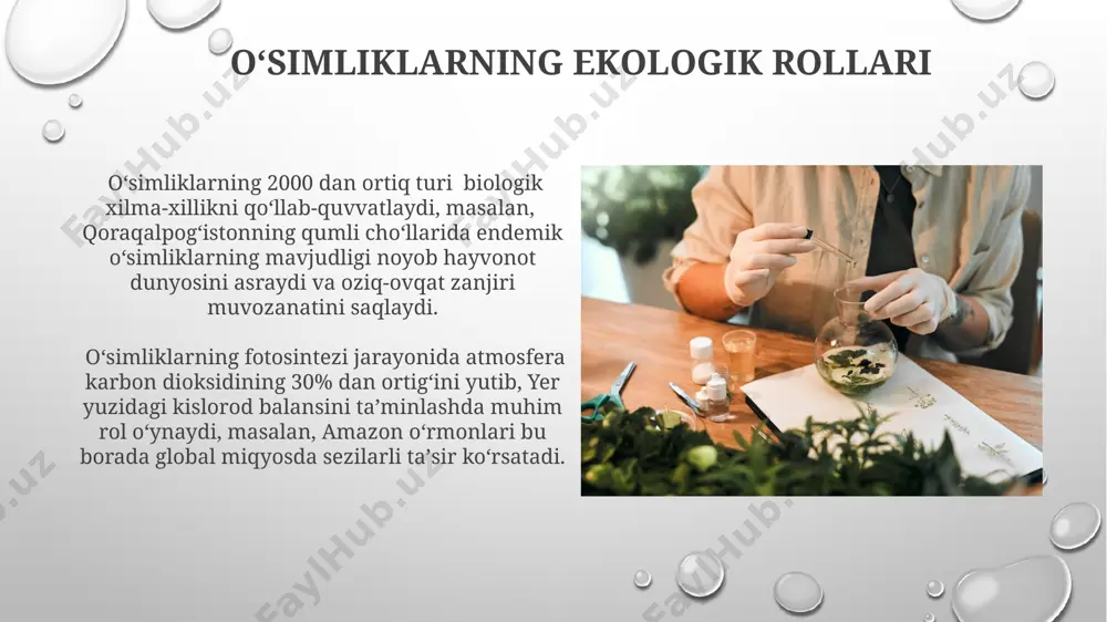 qoʻllaniladi. oʻsimliklarning suv balansi suv balansi 10-15% gacha boʻlgan tuproqlarda oʻsadigan oʻsimliklar, kserofitlar guruhiga kiradi va ularning suvni tejashga qaratilgan morfologik moslashuvlari (masalan, qalin barg terisi, tukli yuzasi) mavjud. oʻsimliklarning suv balansi, masalan, choʻl mintaqalarida, 20% dan kam namlikda oʻsadigan saksovul kabi oʻsimliklar uchun juda muhim boʻlib, ularning suv iste’moli va suv sarfini tartibga soluvchi maxsus fiziologik mexanizmlarga ega. oʻsimliklar va atrof-muhit omillari togʻli hududlarda, masalan, fargʻona vodiysining baland togʻli rayonlarida, 2500 metr balandlikdan yuqorida oʻsadigan oʻsimliklarning fotosintez jarayoni past harorat (5-10°c) tufayli sekinlashadi. qoraqalpogʻistonning qumli choʻllarida, 40°c dan yuqori haroratlarda, oʻsimliklarning suv yoʻqotishini kamaytirish uchun 15% gacha suvni saqlab qolishga qodir boʻlgan maxsus fiziologik mexanizmlar mavjud. oʻsimlik jamoalari tuzilishi oʻsimlik jamoalarining vertikal tuzilishi, masalan, 3 qavatli oʻrmonlarda (masalan, amazon oʻrmonlari) yer osti va yer usti qismlarini oʻz ichiga oladi, bu yerda har bir qavat turli xil oʻsimlik turlarining (10 dan ortiq) oʻziga xos xususiyatlariga ega. oʻsimlik jamoalarining tuzilishi biomassa …