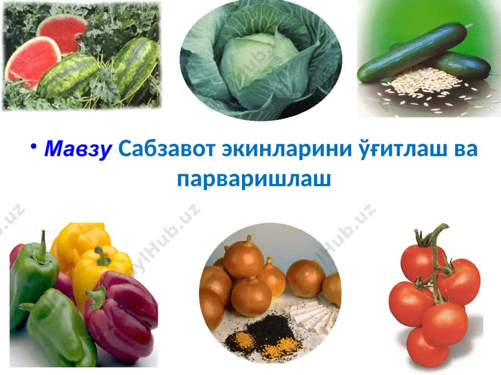 бўлади. 6-слайд. сабзавот экинларини алмашлаб экишдан мақсад: 7-слайд. ўзбекистоннинг сабзавот етиштиришга ихтисослаштирилган хўжаликлари учун саккиз далали алмашлаб экиш намунаси. № сабзавотчиликка ихтисослашган хўжаликлар учун картошкачиликка ихтисослашган хўжаликлар учун полизчиликка ихтисослашган хўжаликлар учун асосий экинлар алмашиши ўтмишдош экинлар асосий экинлар алмашиши такрорий экинлар асосий экинлар алмашиши ўтмиш-дош экин.. 1 1-йил беда - 1-йилги беда - 1-йил беда - 2 2-йил беда - 2-йилги беда - 2-йил беда - 3 3-йил беда - 3-йилги беда - 3-йил беда - 4 ўртаги сабзавотлар - эртаги картошка кечки картошка полиз экинлари - 5 кечки сабзи эртаги илдизмева эртаги сабзавотлар кечки картошка полиз экинлари оралиқ экинлар 6 кечки картошка эртаги сабзавотлар полиз экинлари оралиқ экинлар кечки картошка эртаги сабза-вотлар 7 сабзавот (пиёз) - кечки картошка - сабзавотлар (пиёз) - 8 кечки сабзавотлар эртаги картошка эртаги сабзавотлар кечки картошка полиз экинлари оралиқ экинлар ўзбекистонда қўлланиладиган алмашлаб экиш майдони структураси таркибида такрорий экин етиштирилишини ҳисобга олган ҳолда …