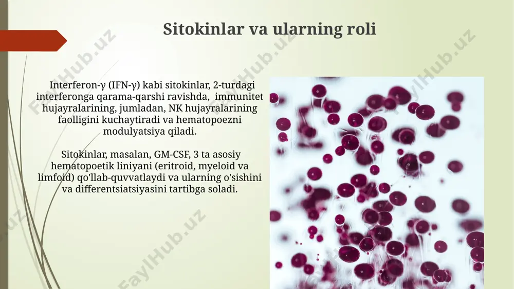 ladi. salbiy va musbat regulyatsiya mexanizmlari qon hujayralari hosil boʻlishining salbiy regulyatsiyasi, masalan, tromboplastin kabi moddalarning ortiqcha miqdori 10-20% ga koʻpayishi, qon quyqalashini kuchaytirib, hematopoezni susaytiradi. salbiy teskari aloqa mexanizmi orqali, masalan, leykotsitlar sonining 5000/mkl dan oshishi, ularning hosil boʻlishini kamaytiradigan signal molekulalarining chiqarilishini ragʻbatlantiradi. e'tiboringiz uchun rahmat @taqdimot_robot image1.jpg image2.jpg image3.jpg image4.jpg image5.jpg image6.jpg image7.jpg image8.jpg image9.jpg image10.jpg
