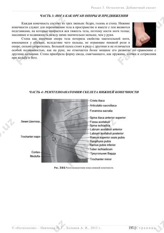 a podvzdoshnaya ost, spina iliaca posterior superior;  nijnyaya zadnyaya podvzdoshnaya ost, spina iliaca posterior inferior;  podvzdoshnaya yamka, fossa iliaca, – s vnutrenney storoni krila;  yagodichnaya poverxnost, facies glutealis, – s narujnoy storoni krila;  perednyaya yagodichnaya liniya, linea glutea anterior, – proxodit po seredine narujnoy poverxnosti krila;  zadnyaya yagodichnaya liniya, linea glutea posterior, – imeet vertikalnoe napravlenie;  nijnyaya yagodichnaya liniya, linea glutea inferior, – proxodit dugoy nad vertlujnoy vpadinoy;  *podvzdoshniy bugorok, tuberculum iliacum, – bugorok, raspolojenniy v meste peresecheniya narujnoy gubi i peredney yagodichnoy linii;  ushkovidnaya poverxnost, facies auricularis, – slujit dlya sochleneniya s kresttsom;  podvzdoshnaya bugristost, tuberositas iliaca;  *kresttsovotazovaya poverxnost, facies sacropelvina, – vklyuchaet v sebya ushkovidnuyu poverxnost i podvzdoshnuyu bugristost;  dugoobraznaya liniya, linea arcuata, – proxodit po vnutrenney poverxnosti nijnego kraya krila. lobkovaya kost, os pubis  telo lobkovoy kosti, corpus ossis pubis;  podvzdoshno-lobkovoe vozvishenie, eminentia iliopubica; …