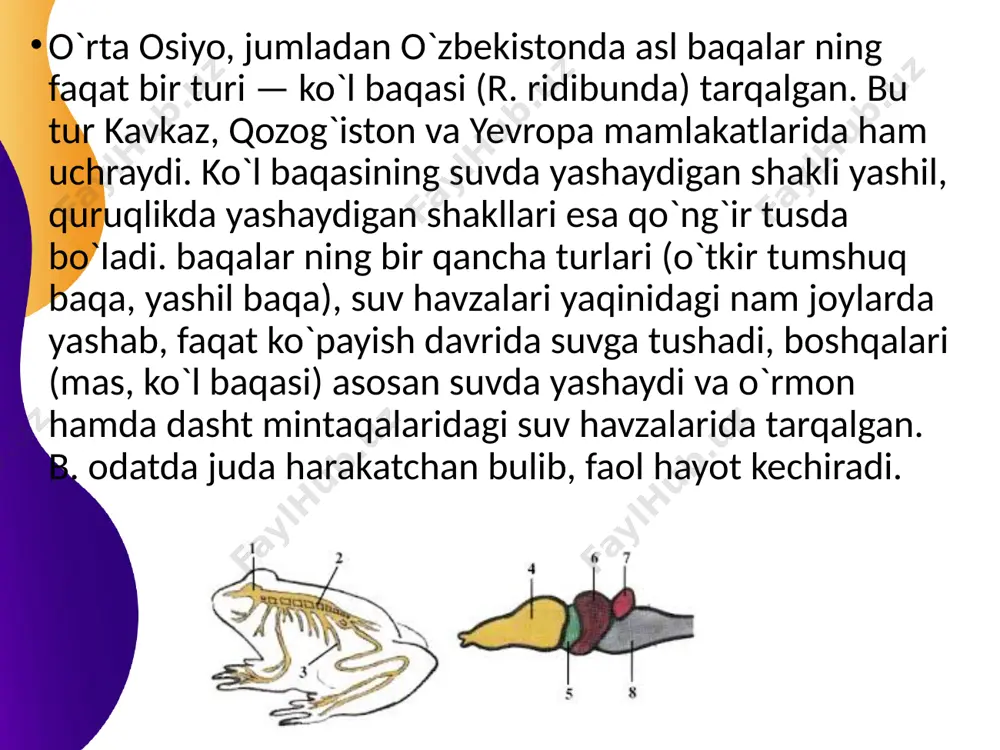 baqasimonlar (ranidae) - Page 5