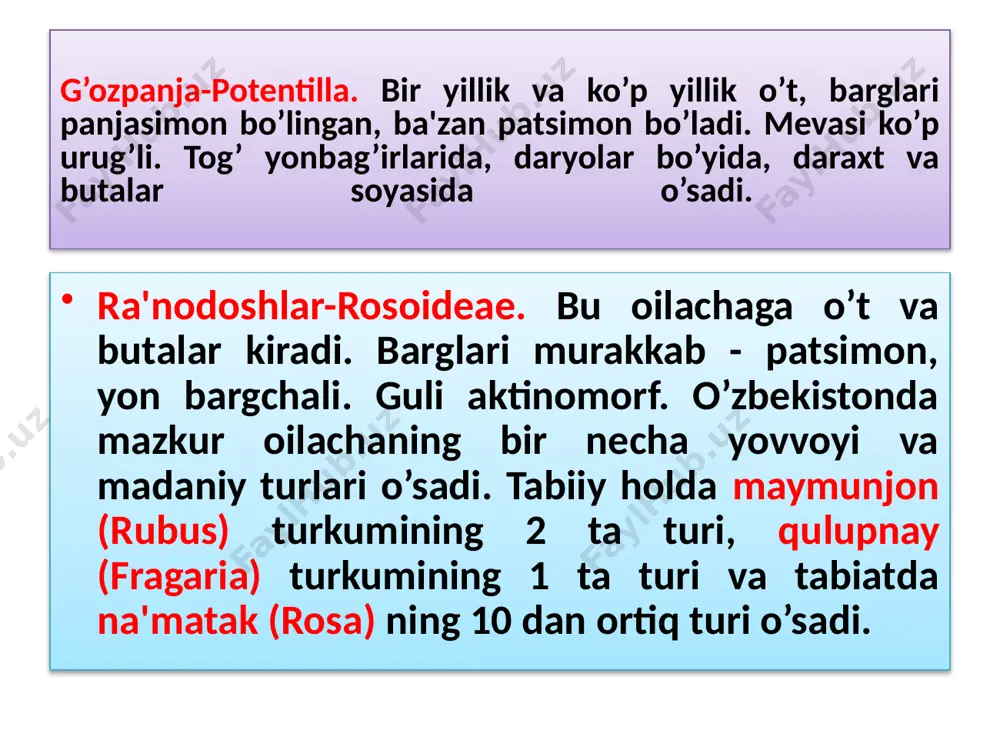 1 ta, urug’i danakcha. olxo’ridoshlar oilachasining bodom–amygdalus, o’rik – armeniaca. shaftoli–persica, olcha-prunus turkumlari bor. gul formulasi: * ♀♂са(5)со5а~g1 mirtanamolar-myrtales qabilasi 16 ta oilani o’z ichiga oladi. ular asosan tropik va subtropik hududlarda keng tarqalgan. mirtadoshlar-myrtaceae oilasi. bu oilaga 45 ta turkumga mansub 4000 taga yaqin tur kiradi. ular tropik va subtropik hududlarda, ayniqsa, janubiy amerika bilan avstraliyada keng tarqalgan. oila vakillari doim yashil daraxt yoki butalardan iborat. barglari oddiy, qarama - qarshi, ba'zan ketma - ket ham joylashgan. gullari ikki jinsli, aktinomorf, to’pgullarda yoki yakka holda joylashgan. gulqo’rg’oni murakkab yoki oddiy. mevasi rezavor yoki yong’oqcha, ba'zan danakcha. bu oilaga evkolipt (eucalyptus), mirta (myrta), qalampirmunchoq (zyzygium) kabi turkumlarning vakillari kiradi. gul formulasi: са5со7-8а~g4-14 anordoshlar-punicaceae oilasi. bu oila bitta turkumga mansub 2 ta turni birlashtiradi. sakotra anori (punica protopunica). u sakorta orolida o’sadi. oddiy anor (punica granatum). yevropaning janubi-sharqiy qismiga yaqin sharq va o’rta osiyoda tarqalgan. o’zbekistonda oddiy anor tabiiy holda o’sadi. …