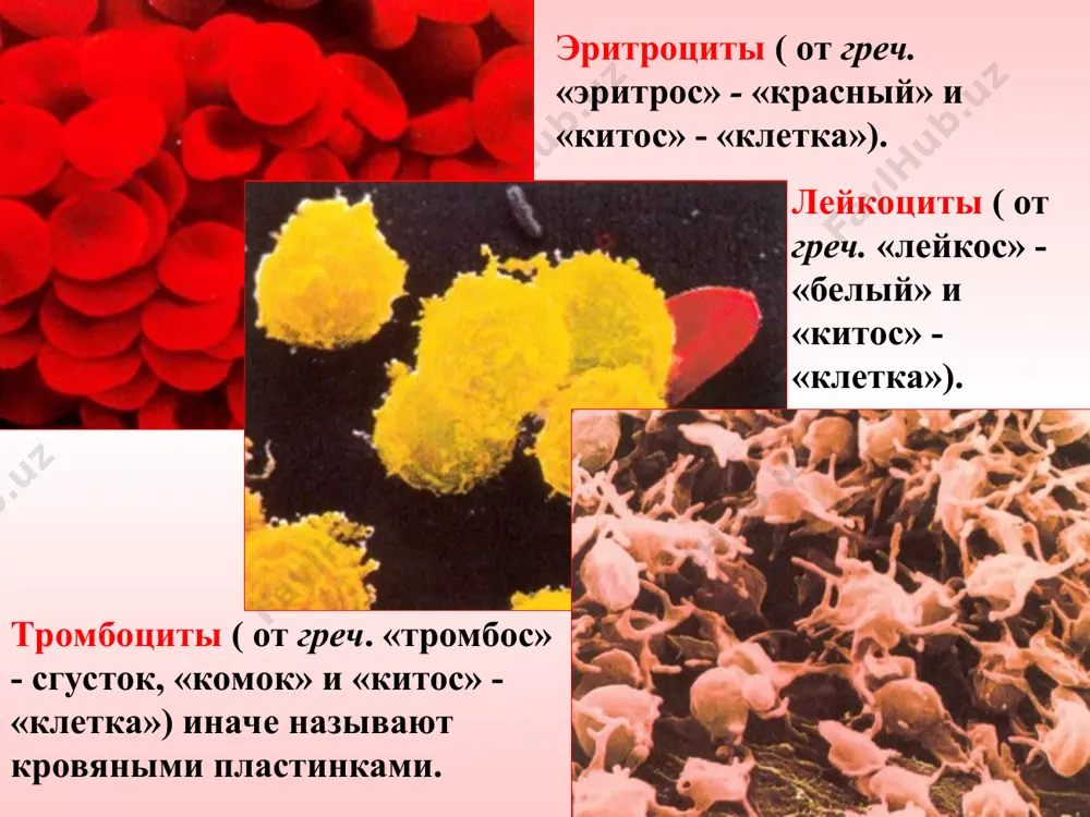 krov': yëyo stroenije i funktsii - Page 4