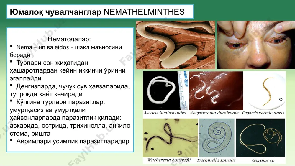 лик: enterobiasis хўжайини: одам морфологик хусусиятлари: урғочиси узунлиги 10-12 мм, эркаги — 2—5 мм. танаси дуксимон, бош томони қавариб чиққан, кенгайган кутикула везикула билан ўралган. оғзи учта лаб билан ўралган. эркагида фақат битта спикула бўлади. тухуми: узунчоқ. бир томони бироз ясси, устидаги пардаси текис, ясси. зарарланиш йўли: алиментар (фекал-орал) ёки аэрозол (ҳаво-чанг) инвазион босқич: тухум локализацияси: йўғон ичак enterobius vermicularis ҳаёт цикли урғочи гельминт анус атрофидаги тери бурмаларига ёпишқоқ суюқлик ёрдамида тухумларини қўяди. урғочиси тухумларини қўйиб бўлганидан, кейин буришиб ўлади, эркаги урғочиларини уруғлантиргандан кейин ўлади. тухумлар инвазия ҳолатида бўлиши учун 4-6 соат кислородли муҳит ва 35-36 °с ҳарорат керак. инвазион острица тухумларини ютиб юбориб одам зарарланади. бошланади. инвазион тухумлар пардаси ошқозон-ичак шираси таъсирида эрийди, ичидан личинка чиқади. личинкалар орқа ичакка бориб шу ерда 2-6 ҳафта ичида вояга етади. урғочи острица уруғланади. урғочи острица тунда тухум қўяди. энтеробиоз зарарланиш йўллари: инвазия: гигиена қоидаларига риоя қилмаган беморлар инвазион тухумларни биринчи марта ютиб …