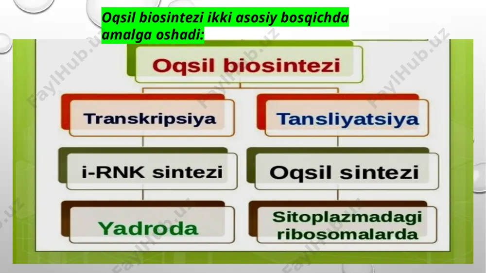 alari: ba’zi bakteriyalar ribosomalarining strukturasini modifikatsiya qilish orqali antibiotiklarning ta’siriga qarshi qarshilik ko‘rsatadi. misol uchun, erytromitsin va streptomitsin kabi antibiotiklar ribosomaning ma’lum joylariga bog‘lanadi, ammo ba’zi bakteriyalar bu joylarda mutatsiyalar hosil qilishi mumkin, shunday qilib, antibiotik ular uchun samarali bo‘lmaydi. 4. ribosoma va rnk polimeraza fermentlarining modifikatsiyasi • ribosoma shakarlarni o‘zgartiruvchi fermentlar: ba’zi bakteriyalar ribosomalarni shakar guruhlari bilan o‘zgartirib, antibiotiklar bilan bog‘lanishini kamaytiradi, bu esa antibiotikning ta’sirini yengillashtiradi. • rnk polimeraza mutatsiyalari: ba’zi bakteriyalar, masalan, streptococcus pneumoniae, rifampisin antibiotikiga qarshi qarshilikni rnk polimerazasidagi mutatsiyalar orqali hosil qiladi. bu antibiotiklar rnk polimerazani bloklaydi, lekin mutatsiyalangan rnk polimeraza bu ta’sirdan saqlanadi. 1. bakterial infeksiyalarni davolashda • antibiotiklar: oqsil biosintezi ingibitorlari bakterial infeksiyalarni davolashda keng qo‘llaniladi. masalan: • aminoglikozidlar (streptomitsin, gentamitsin): bakteriyalarning oqsil sintezini to‘xtatib, bakterial infeksiyalarni davolaydi. • makrolidlar (erytromitsin, klaritromitsin): ribosomaga ta’sir qilib, oqsil sintezini bloklaydi, bu esa bakteriyaning o‘sishini to‘xtatadi. • tetratsiklinlar: tetratsiklinlar ribosomaning a-saytiga bog‘lanib, elongatsiya jarayonini to‘xtatadi. • …
